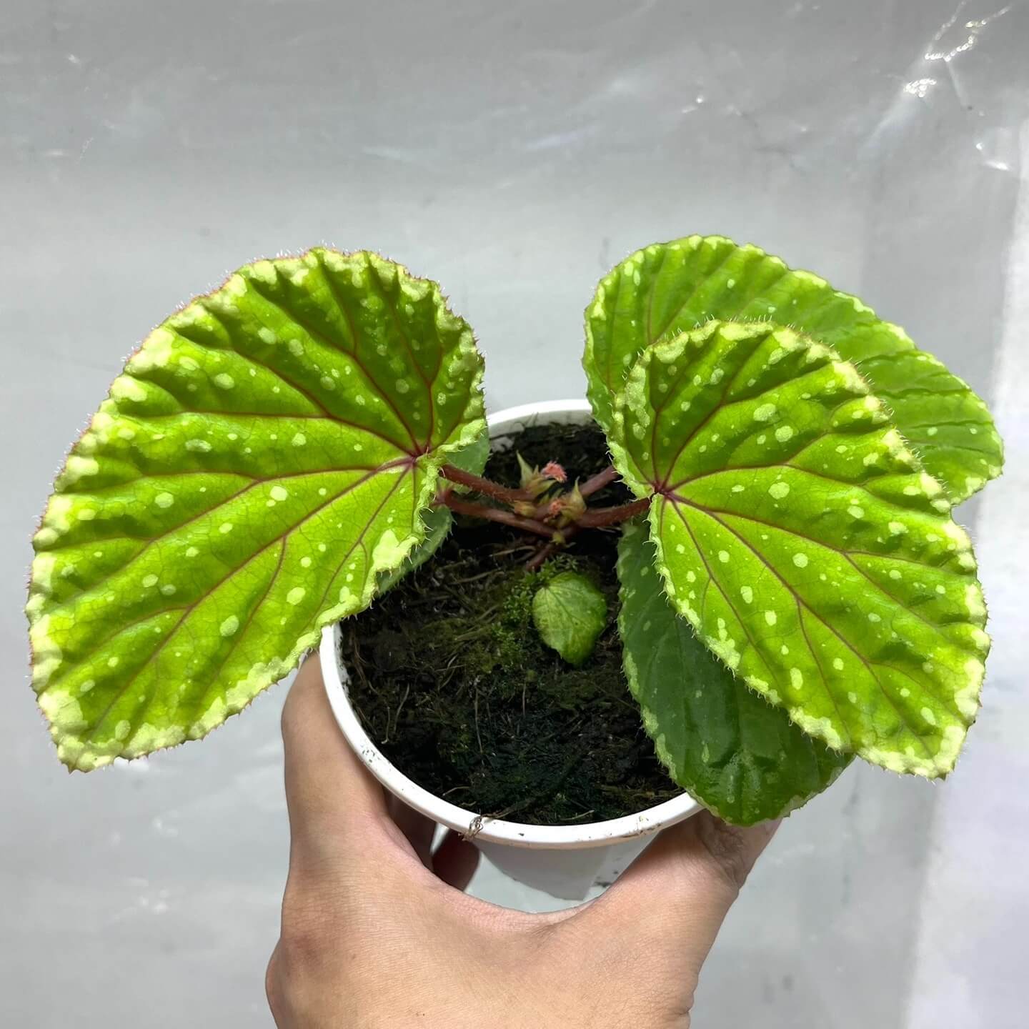 Begonia promethea (also known as Begonia beccarii) Green Form is a rare and stunning species native to the Bau District in Sarawak, Malaysia, and the Bengkayang Regency in West Kalimantan, Indonesia. This unique form features leaves with a rich green base color, beautifully adorned with irregular cream-colored spots and patterns, making it a striking addition to any rare plant collection.