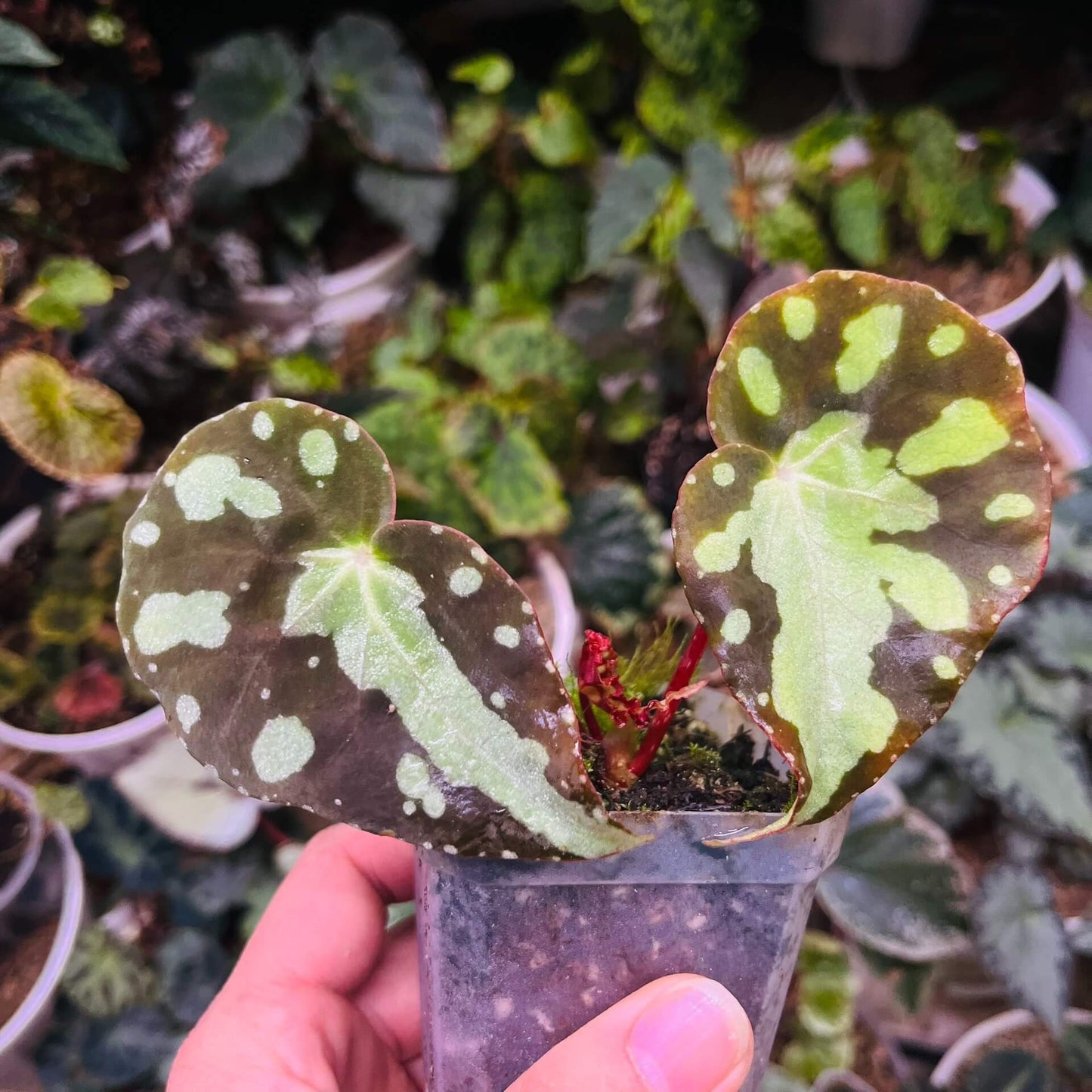 Begonia pseudodryadis is a captivating species native to the mountainous regions of Yunnan, China. Typically found at elevations of around 1,320 meters, this unique begonia is cherished for its striking foliage and suitability for cultivation in controlled, humid environments.