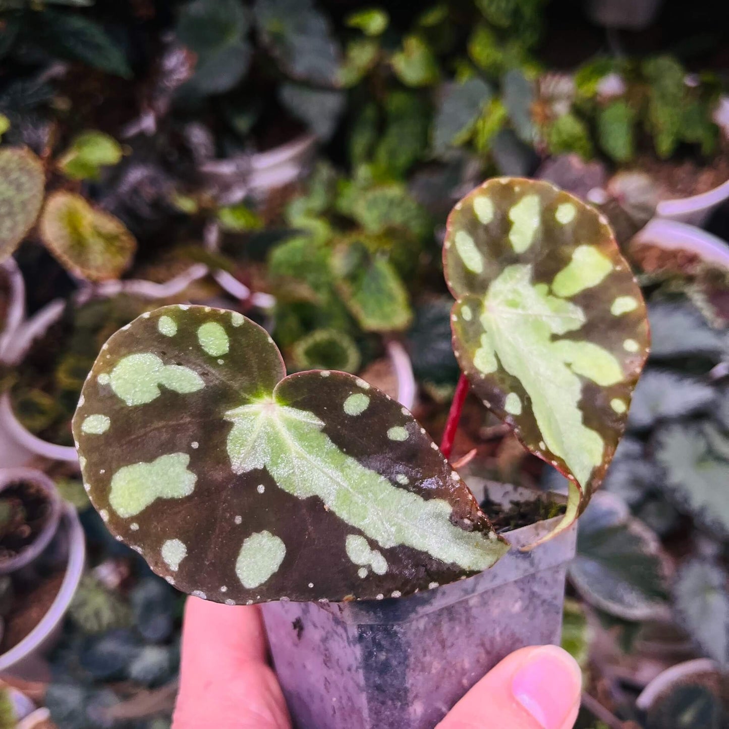 Begonia pseudodryadis is a captivating species native to the mountainous regions of Yunnan, China. Typically found at elevations of around 1,320 meters, this unique begonia is cherished for its striking foliage and suitability for cultivation in controlled, humid environments.