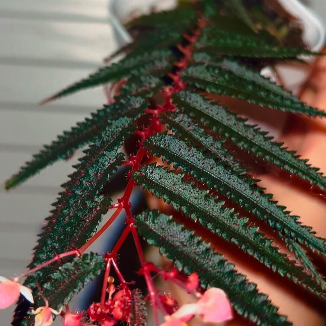 Begonia pteridiformis Red Form is a unique and captivating begonia species native to Thailand. Known for its striking fern-like foliage with a rich red hue, this begonia is perfect for plant enthusiasts looking to add something rare and visually stunning to their collection. With its compact growth and vibrant colors, it’s ideal for small spaces, terrariums, or as an elegant tabletop plant.