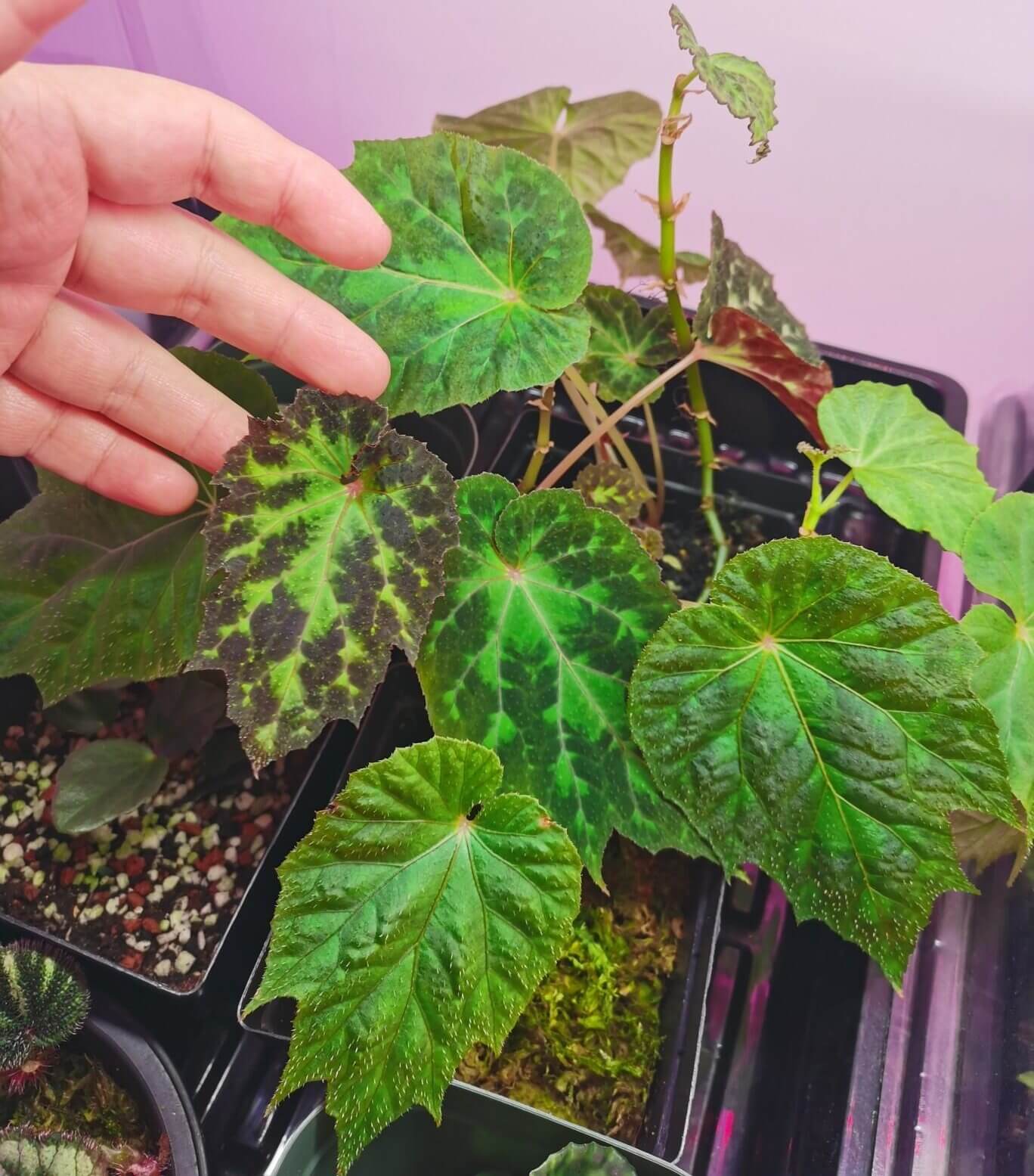Begonia pulchrifolia is a rare and exquisite begonia species native to the Meinvfeng area in Leshan, Sichuan Province, China. This begonia is cherished for its elegant appearance and unique leaf texture. The leaves are nearly oval, measuring 6–25 cm in length and 4–20 cm in width. The adaxial (upper) surface is dark green with light green areas, particularly at the base, while the abaxial (lower) surface is red to deep red with light green areas.