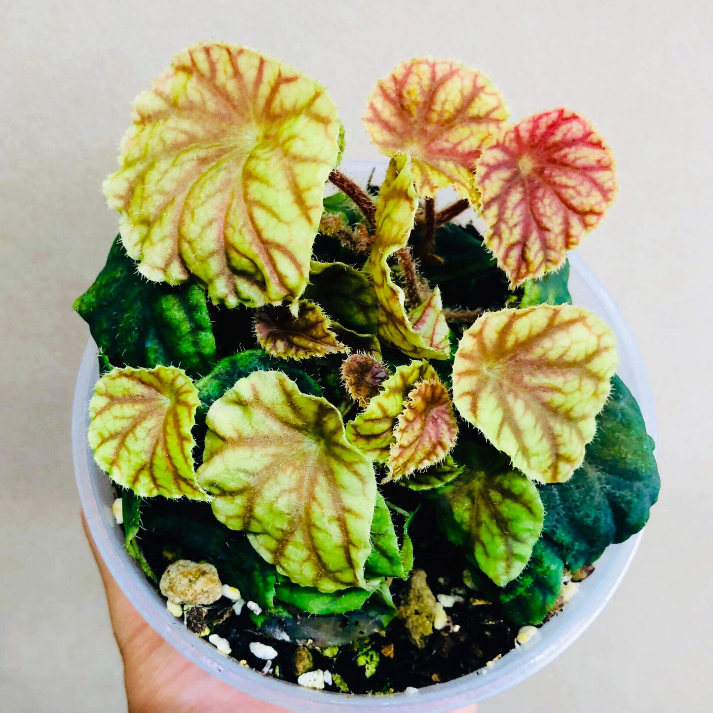 A rare begonia native to the Nimba Mountains of West Africa, including Guinea, Ivory Coast, and Liberia. This striking subspecies is prized for its vibrant foliage with red veins and its suitability for indoor gardens and terrariums.