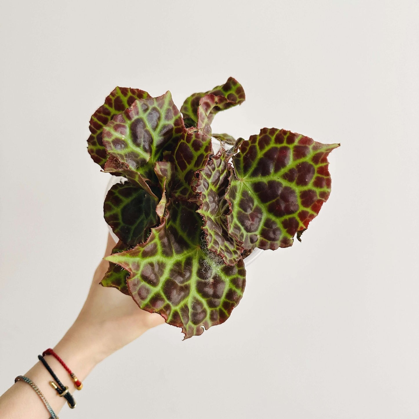 Begonia rajah is a rare and stunning species native to the rainforests of Borneo and Sumatra. This begonia is admired for its large, glossy leaves that are deep chocolate or reddish-brown with a distinctive green vein pattern, giving it a unique, ornamental look. It thrives in high humidity and is an excellent choice for greenhouses, terrariums, or other humid indoor environments.