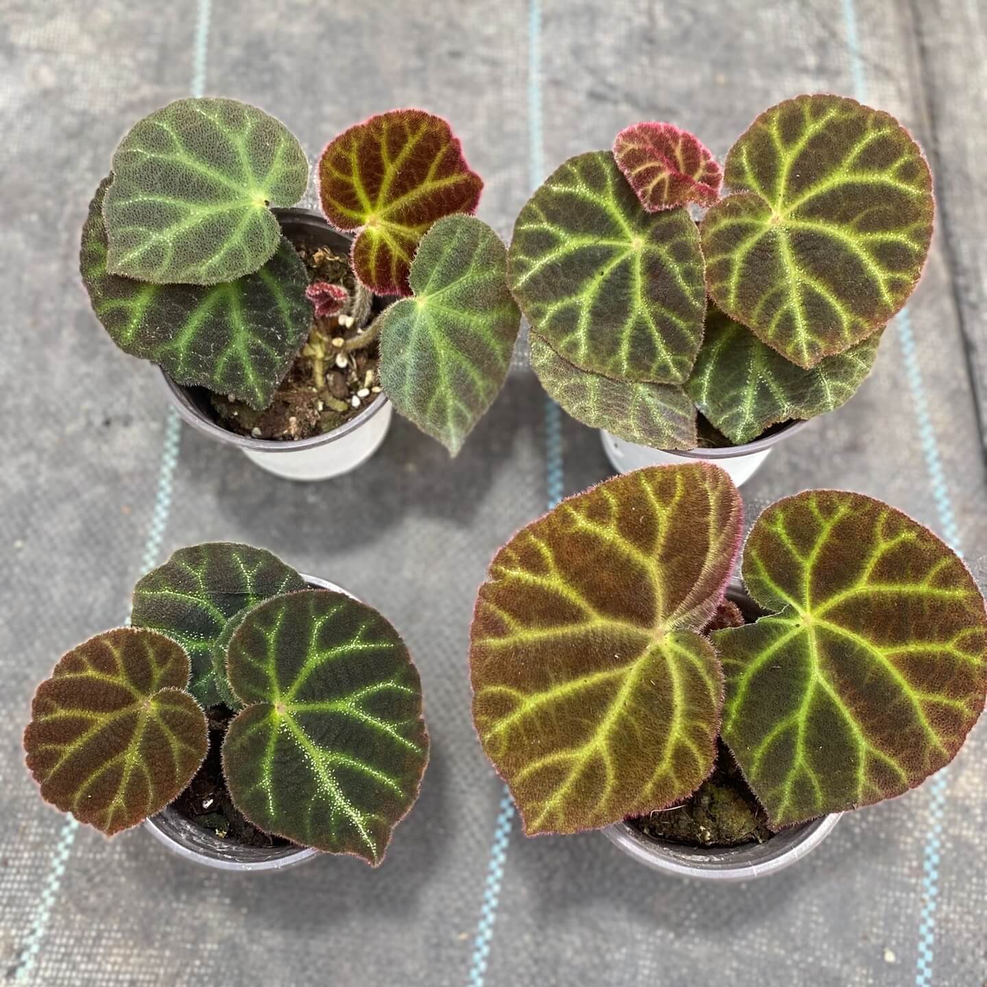 Begonia retinervia is an exotic and visually striking species of Begonia known for its unique and beautiful foliage. Native to tropical regions, this plant is favored by collectors and plant enthusiasts due to its impressive appearance and relatively easy care requirements.