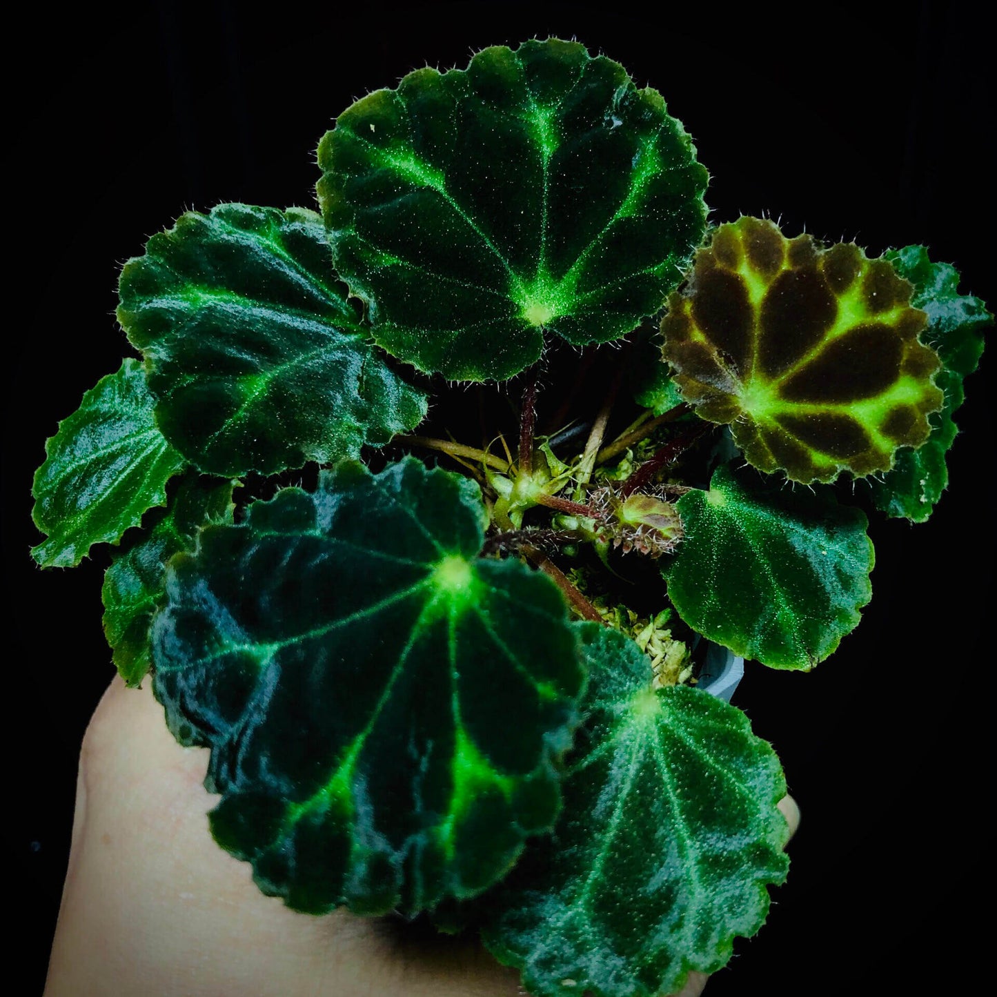Begonia robii is a recently discovered species native to the limestone karst regions of West Sumatra, Indonesia. With its unique appearance and endangered conservation status, this begonia is a highly coveted addition for serious plant collectors. Its distinct foliage and delicate flower structure make it a fascinating plant to own.