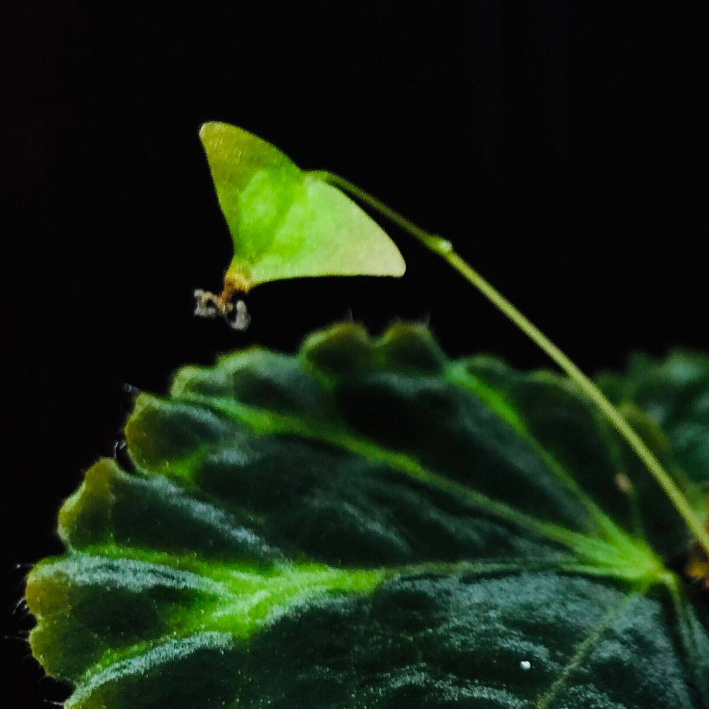 Begonia robii is a recently discovered species native to the limestone karst regions of West Sumatra, Indonesia. With its unique appearance and endangered conservation status, this begonia is a highly coveted addition for serious plant collectors. Its distinct foliage and delicate flower structure make it a fascinating plant to own.