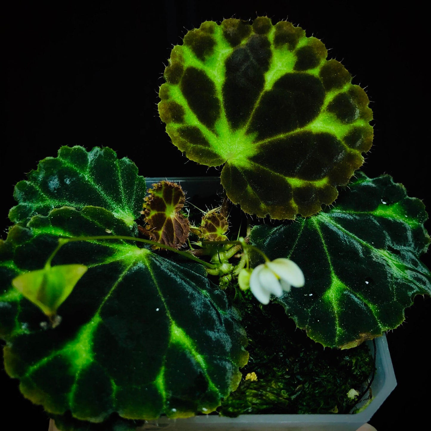 Begonia robii is a recently discovered species native to the limestone karst regions of West Sumatra, Indonesia. With its unique appearance and endangered conservation status, this begonia is a highly coveted addition for serious plant collectors. Its distinct foliage and delicate flower structure make it a fascinating plant to own.