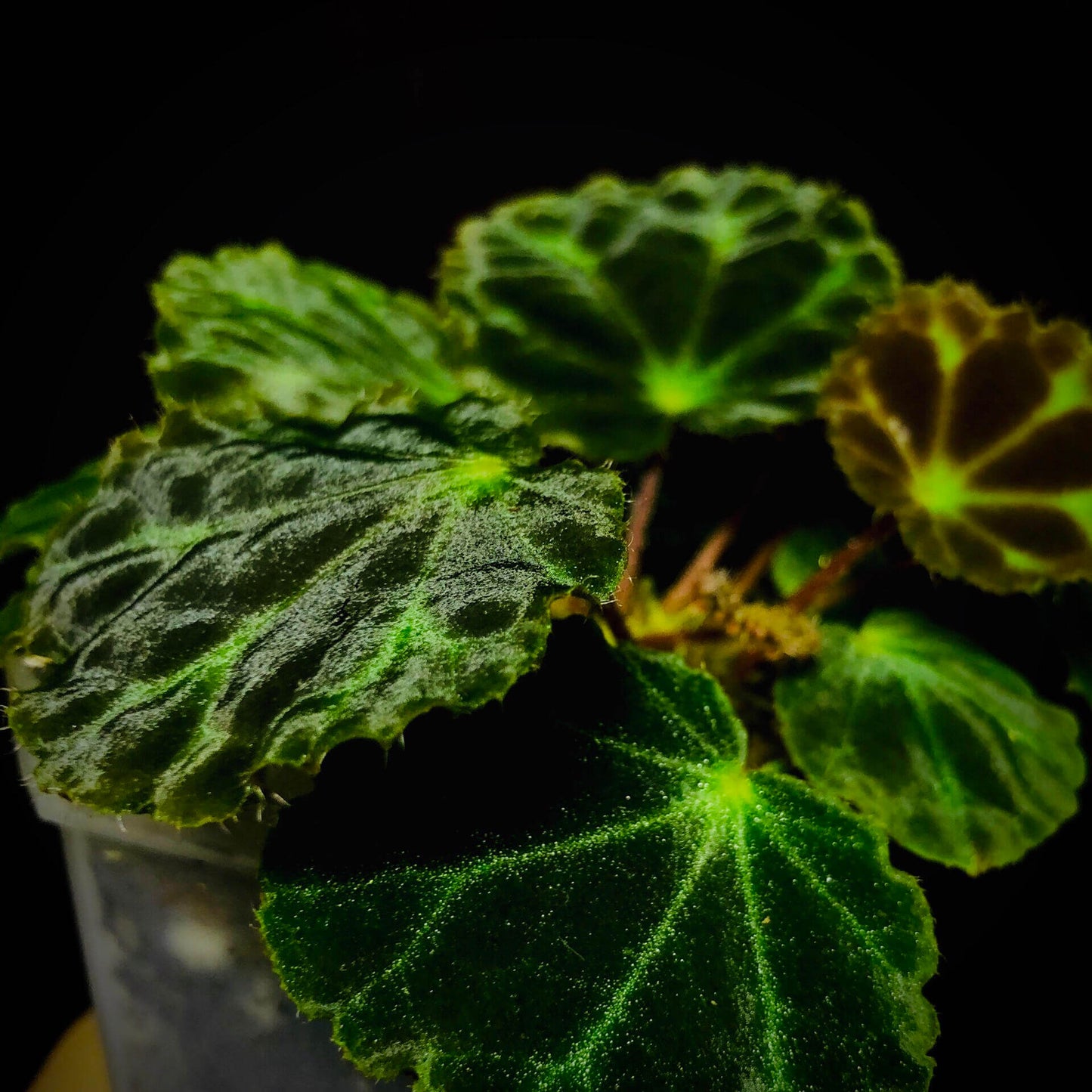 Begonia robii is a recently discovered species native to the limestone karst regions of West Sumatra, Indonesia. With its unique appearance and endangered conservation status, this begonia is a highly coveted addition for serious plant collectors. Its distinct foliage and delicate flower structure make it a fascinating plant to own.