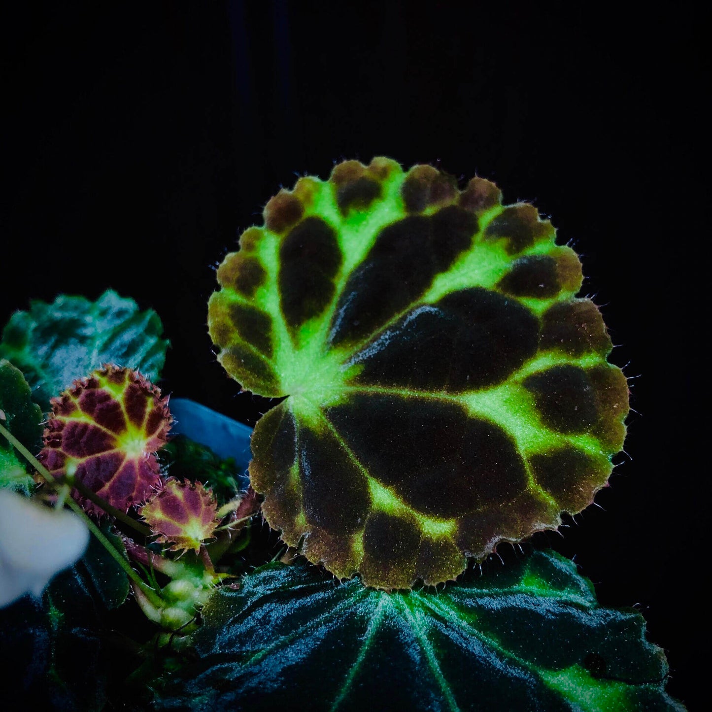 Begonia robii is a recently discovered species native to the limestone karst regions of West Sumatra, Indonesia. With its unique appearance and endangered conservation status, this begonia is a highly coveted addition for serious plant collectors. Its distinct foliage and delicate flower structure make it a fascinating plant to own.