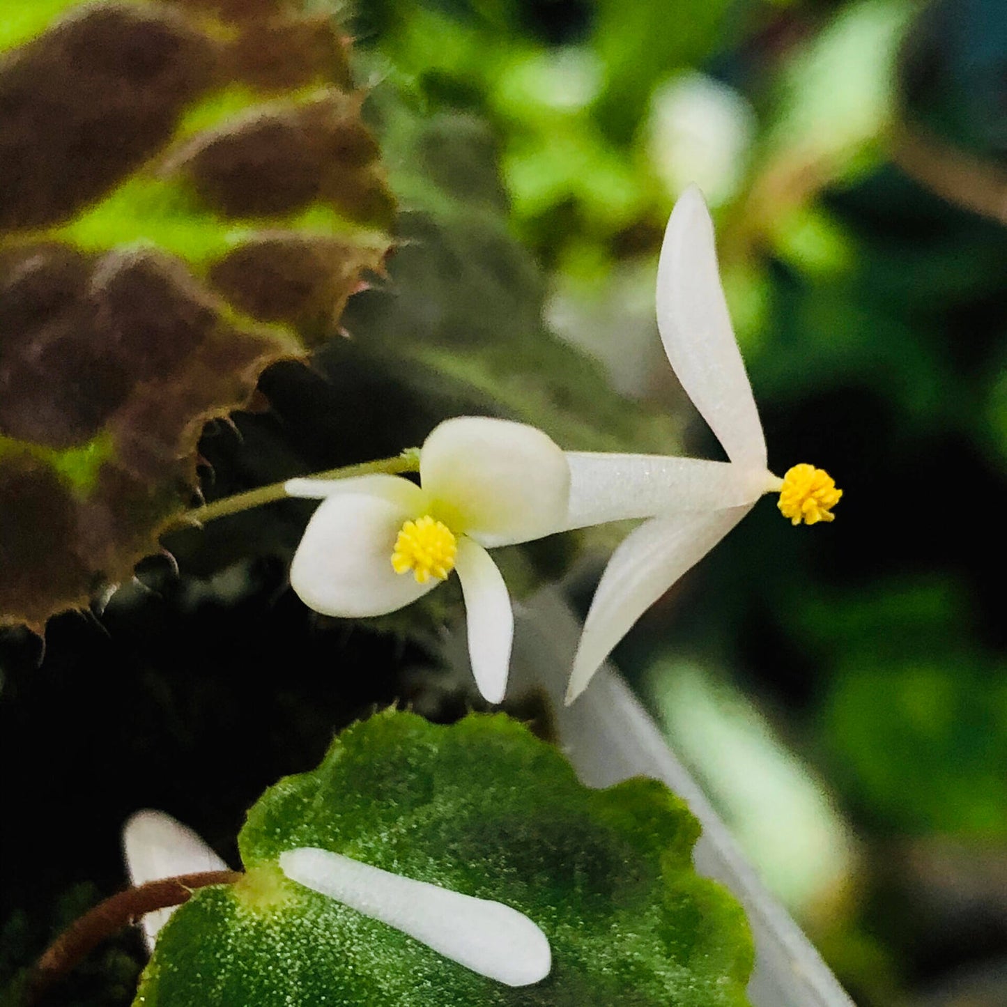 Begonia robii is a recently discovered species native to the limestone karst regions of West Sumatra, Indonesia. With its unique appearance and endangered conservation status, this begonia is a highly coveted addition for serious plant collectors. Its distinct foliage and delicate flower structure make it a fascinating plant to own.
