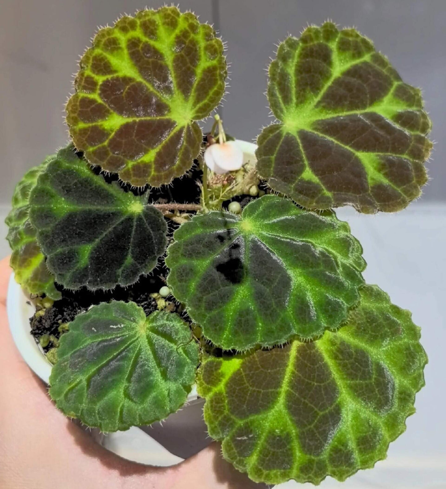 Begonia robii is a recently discovered species native to the limestone karst regions of West Sumatra, Indonesia. With its unique appearance and endangered conservation status, this begonia is a highly coveted addition for serious plant collectors. Its distinct foliage and delicate flower structure make it a fascinating plant to own.