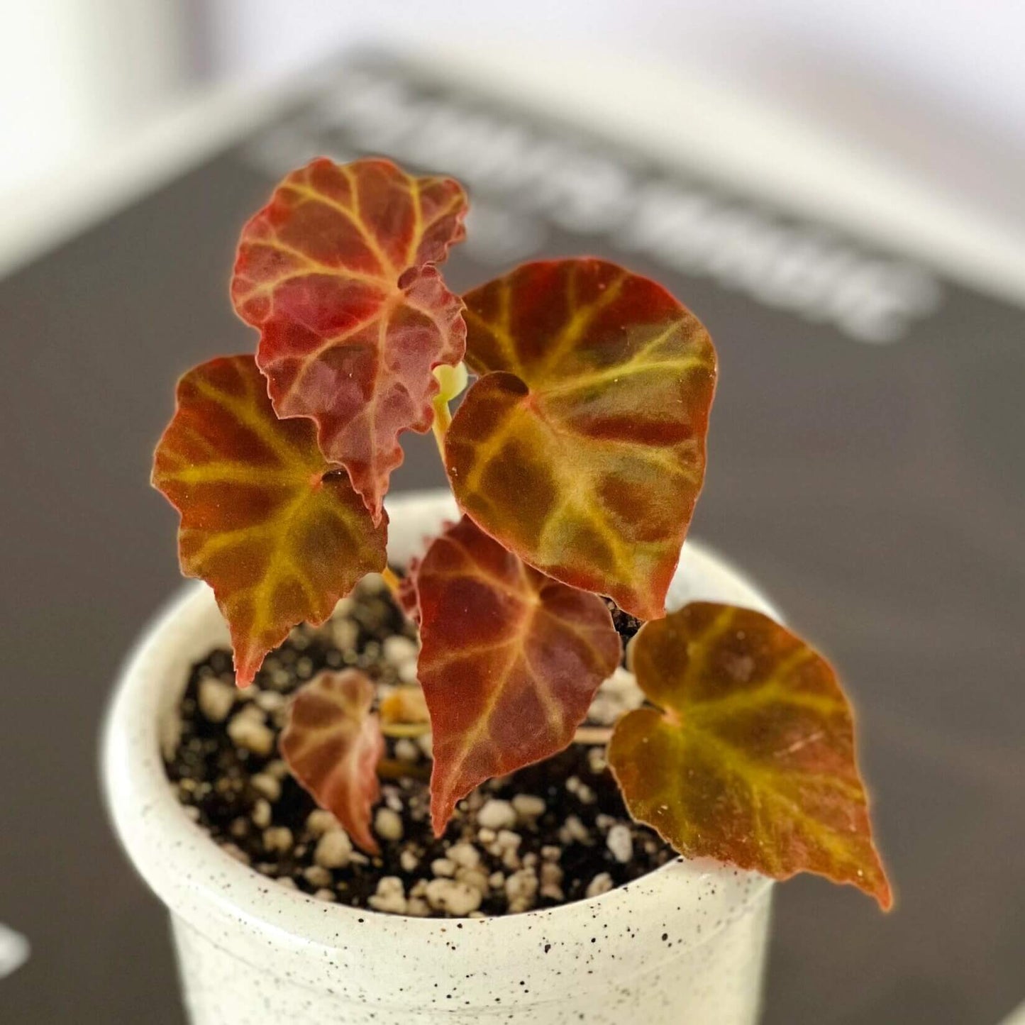 Begonia rubida is a striking begonia species native to the limestone forests of Sarawak, Borneo. Known for its vivid foliage and unique ornamental appeal, Begonia rubida is an ideal plant for experienced gardeners who seek a rare and beautiful addition to their collection. With its rich green and red-maroon leaves, contrasting vein patterns, and ruby-red flowers, this begonia brings exotic beauty to any space, especially in terrariums or humidity-controlled environments.