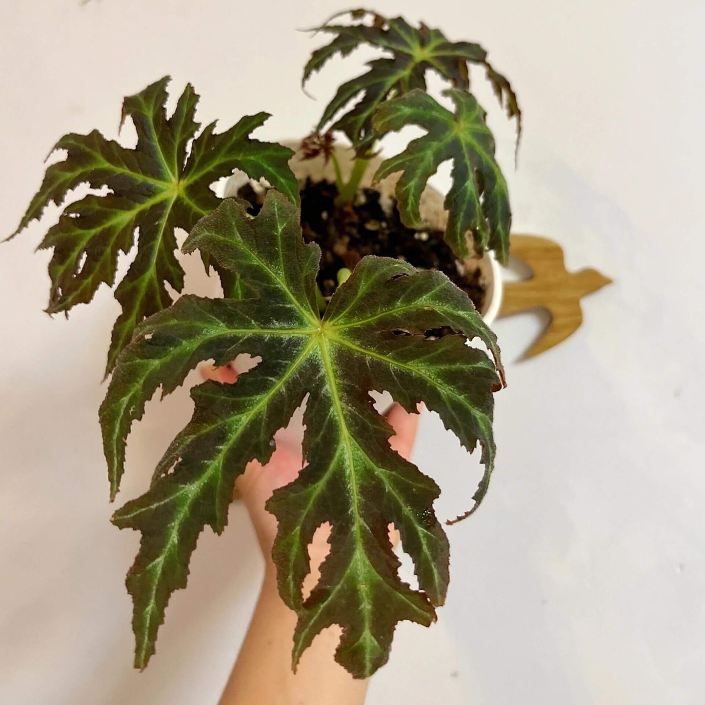 Begonia rubropunctata is a stunning and rare begonia species native to the Yunnan province of China. Known for its distinctive dark green leaves speckled with vibrant red spots, this begonia is a must-have for collectors and plant enthusiasts. Its unique foliage and manageable size make it a perfect addition to any indoor space, terrarium, or greenhouse.