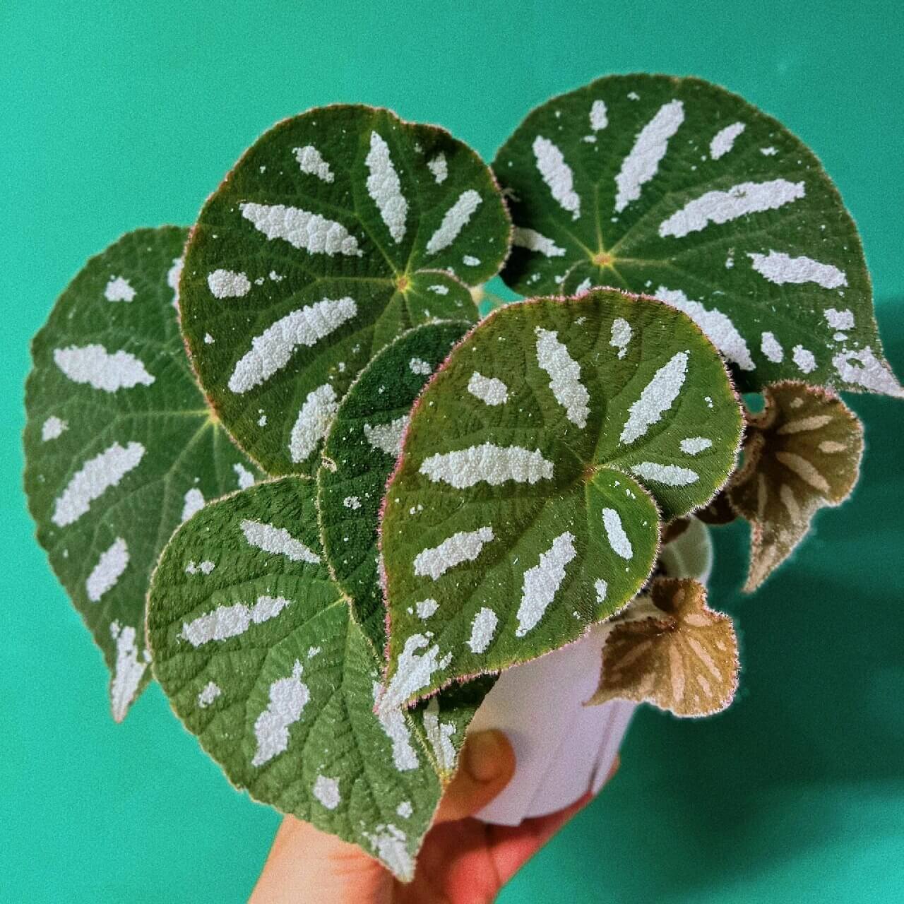 Begonia scabrifolia is a rhizomatous begonia prized for its rugged green leaves spattered with white, and its elegant tiny flowers. By giving it bright filtered light, warm temperatures, ample humidity, and a rich, well-draining potting mix, you can enjoy this rare plant’s full ornamental potential in your home or terrarium.