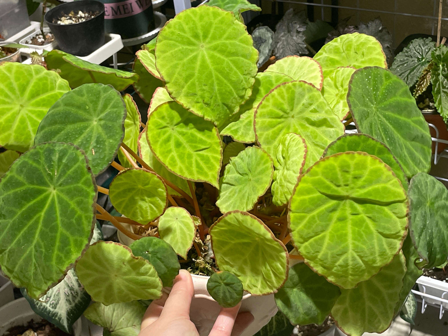 Begonia scapigera is a captivating species native to Cameroon, Central Africa. Renowned for its striking foliage and vibrant blooms, it’s a must-have for collectors and plant enthusiasts. With its unique umbrella-shaped leaves and bright yellow flowers, this begonia adds a touch of elegance and exotic charm to any collection.
