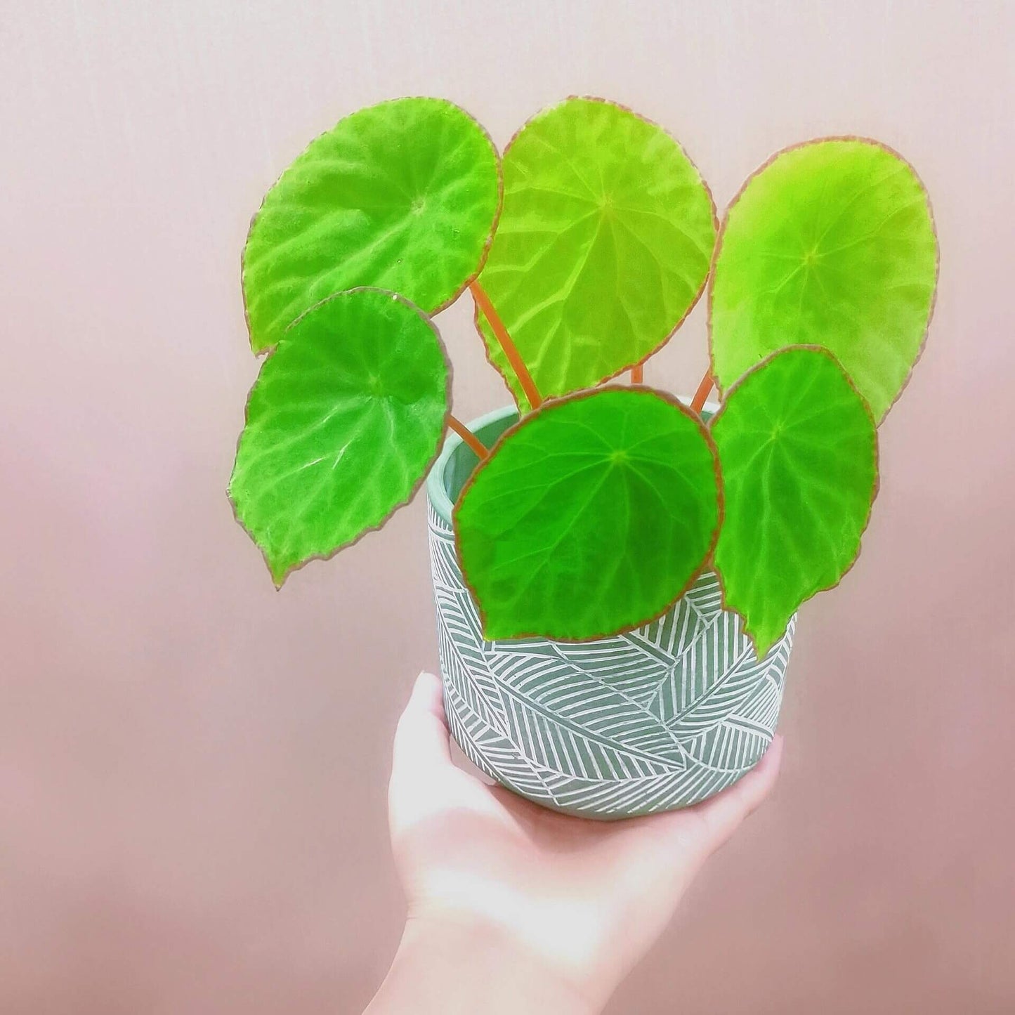 Begonia scapigera is a captivating species native to Cameroon, Central Africa. Renowned for its striking foliage and vibrant blooms, it’s a must-have for collectors and plant enthusiasts. With its unique umbrella-shaped leaves and bright yellow flowers, this begonia adds a touch of elegance and exotic charm to any collection.
