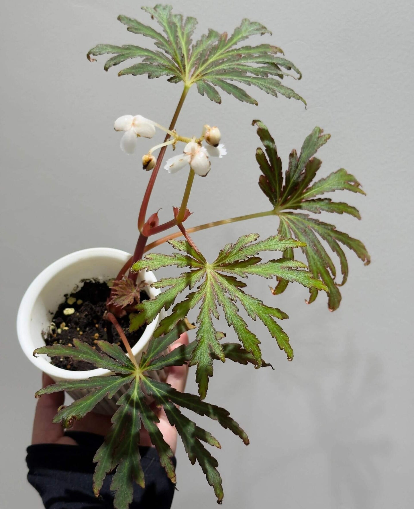 Begonia scorpiuroloba is a recently described species native to the limestone karst regions of southern Guangxi, China. With its striking leaf textures and colors, this begonia variety is a true gem for plant enthusiasts and collectors. It thrives in shaded, humid environments, making it a perfect addition to indoor plant collections, especially for experienced gardeners.