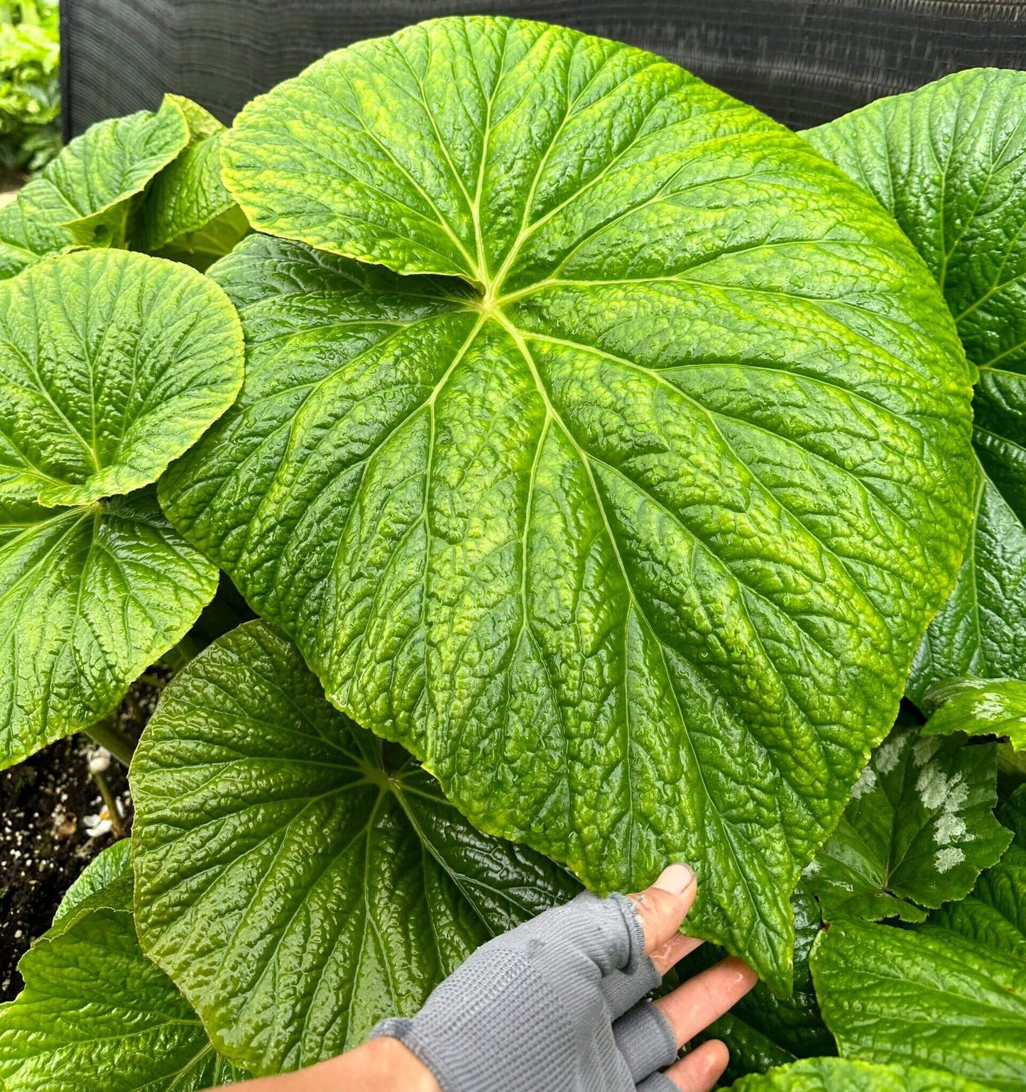 Begonia silletensis is a stunning begonia species native to India and the Yunnan region of China. This begonia thrives in shaded, humid environments at altitudes of 600 to 1200 meters, typically growing along forest edges and wetland valleys. Known for its heart-shaped leaves and charming flowers, Begonia silletensis is an ideal addition for plant collectors who appreciate rare, exotic species with unique care requirements.