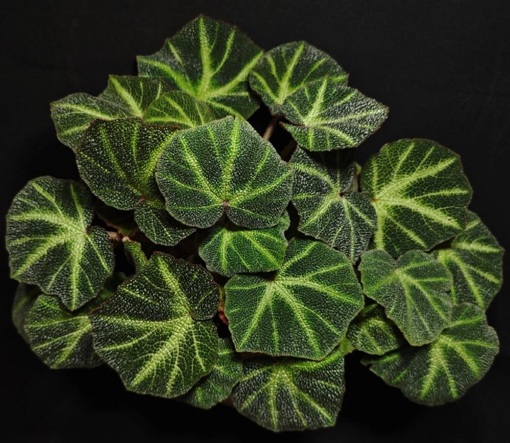 Begonia soli-mutata is an extraordinary species from Brazil, known for its unique ability to transform its leaf color based on the light exposure. In bright conditions, its dark green leaves with lime green veins turn into rich, deep burgundy hues, creating a beautiful and ever-changing display. Ideal for plant enthusiasts looking for a dynamic and visually striking plant, Begonia soli-mutata adds a touch of elegance to any space.