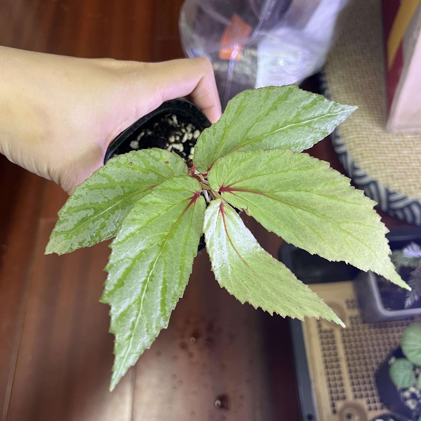 Begonia sp. Balai Ringin is a captivating begonia species native to the Balai Ringin region in Sarawak, Malaysia. Known for its distinctive silver-patterned leaves, this begonia adds a unique touch to any plant collection. The irregular patterns on the leaves make each plant individual and visually striking, making it a must-have for plant enthusiasts.