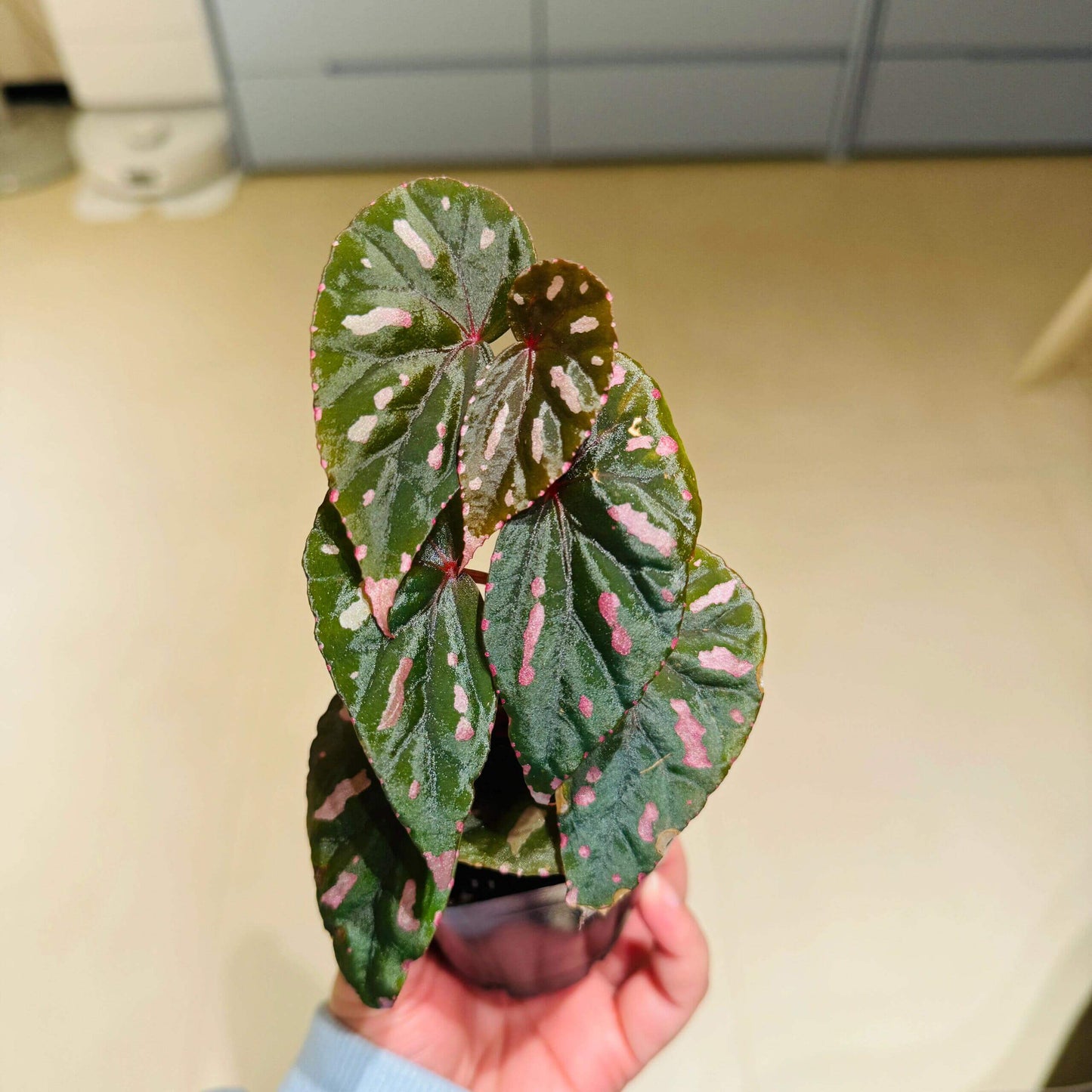 Begonia sp. Betong is a stunning begonia species native to the lush regions of Sarawak, Malaysia. Known for its striking foliage, this begonia features dark green leaves with vivid pink and white marbled patterns. The edges of the leaves are also highlighted with pink and white spots, enhancing their visual appeal. The glossy texture adds a layer of sophistication, making it a truly unique addition to any indoor plant collection.