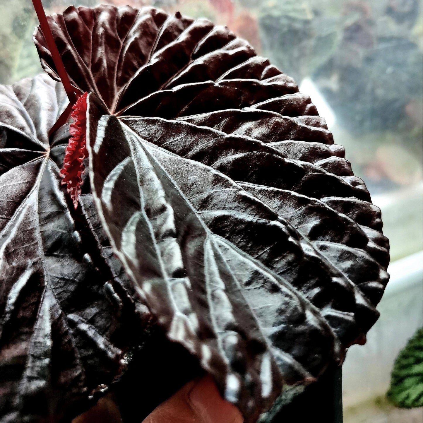 Begonia sp. Black Blood is a rare and captivating begonia species native to the Kapuas River tributaries in West Kalimantan, Indonesia. Known for its striking black metallic leaves, this begonia brings an exotic and elegant touch to any plant collection. Its glossy black foliage with metallic undertones makes it a mesmerizing addition to any space.