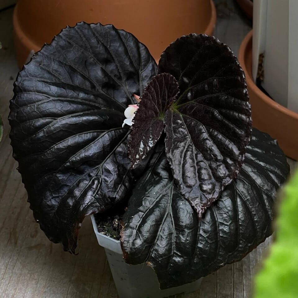 Begonia sp. Black Metallic is a stunning and rare species known for its unique, metallic black leaves that shimmer with a captivating sheen. The deep, almost black foliage is enhanced with subtle metallic highlights, creating an elegant and dramatic look. This begonia species is a must-have for collectors and plant enthusiasts seeking a one-of-a-kind addition to their collection.