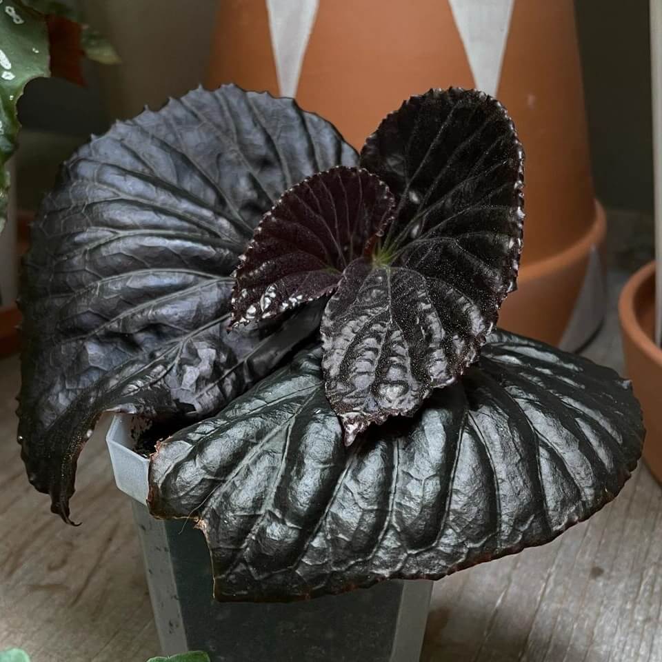Begonia sp. Black Metallic is a stunning and rare species known for its unique, metallic black leaves that shimmer with a captivating sheen. The deep, almost black foliage is enhanced with subtle metallic highlights, creating an elegant and dramatic look. This begonia species is a must-have for collectors and plant enthusiasts seeking a one-of-a-kind addition to their collection.