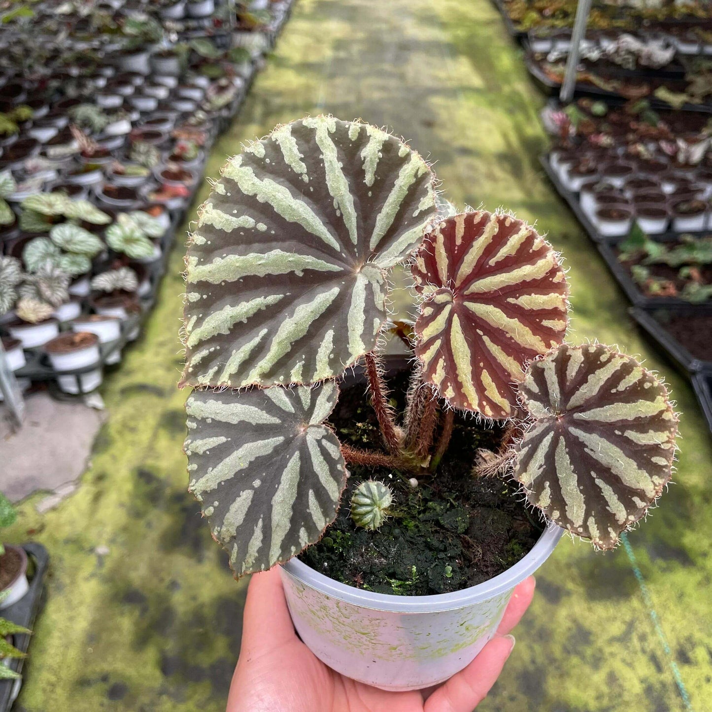 Begonia sp. Blood Moon is a striking begonia species native to China. Known for its vibrant, rich foliage, Begonia sp. Blood Moon features deep green or blood-red leaves, complemented by distinctive light green or yellow radial stripes emanating from the center of the leaf. These bold patterns create an eye-catching contrast, making this begonia a standout piece in any plant collection.