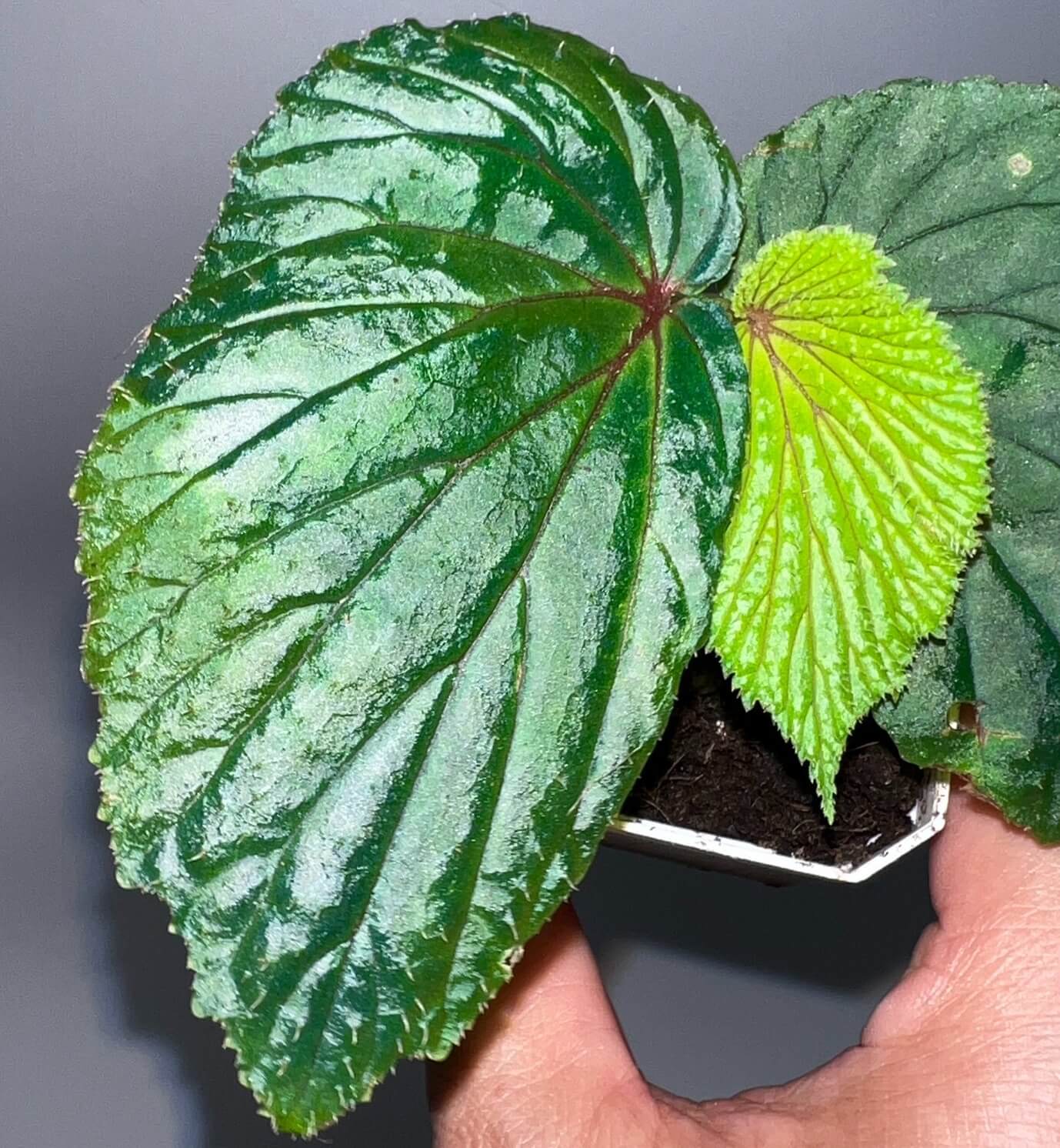 Begonia sp. Green Kalimantan, native to the tropical rainforests of Kalimantan, is a rare and striking species that will impress even the most seasoned plant enthusiasts. This begonia is distinguished by its deep green leaves, which are accented with vibrant red veins. The leaves are also covered with fine, small hairs, giving the plant a textured and lush appearance. As a tropical species, it thrives in high humidity, making it an excellent choice for collectors who can meet its specific care requirements.
