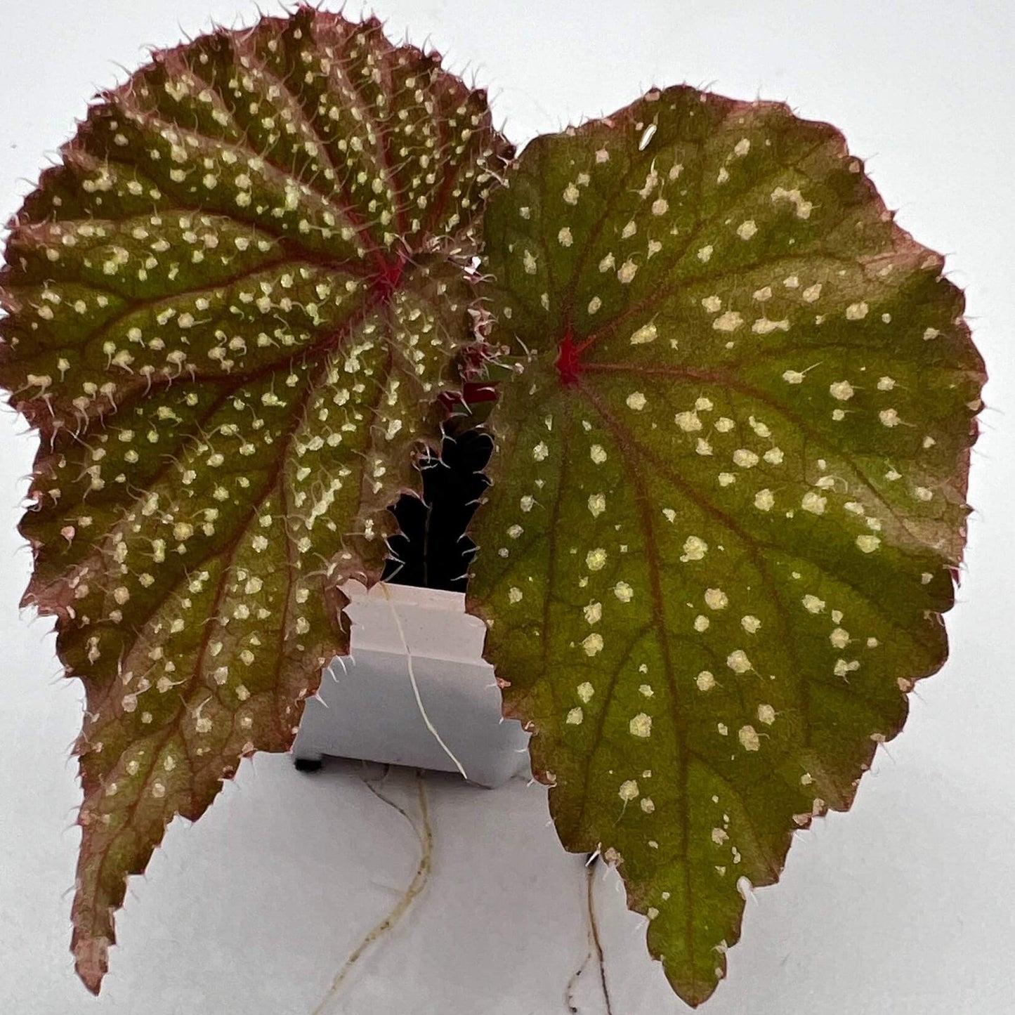 Native to the lush rainforests of Kalimantan, Begonia sp. Green Leaf with Fuzzy White Spots is a stunning species that is sure to captivate any plant enthusiast. Its vibrant green leaves are speckled with small white spots, and the surface of the leaves is covered with fine, fuzzy hairs, giving the plant a distinct and textured look. This begonia is a rare and exotic plant, perfect for experienced growers who can provide the specific care it requires.
