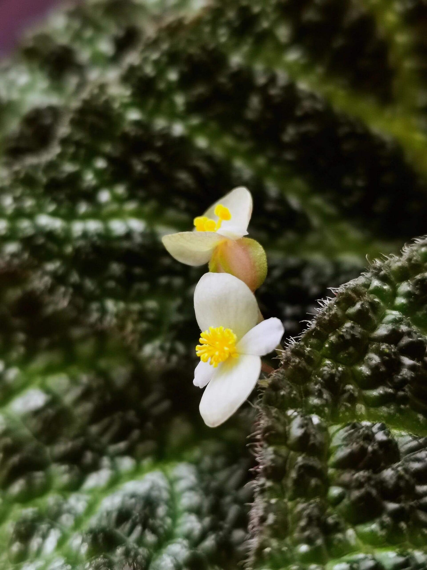 Begonia sp. Guangxi is a stunning begonia species native to the Guangxi region in China. Although it shares similarities in appearance with Begonia fimbribracteata, it is a distinct species with unique characteristics. This begonia is celebrated for its beautifully textured leaves, which are covered with tiny raised bumps, giving them the appearance of finely sculpted artwork.
