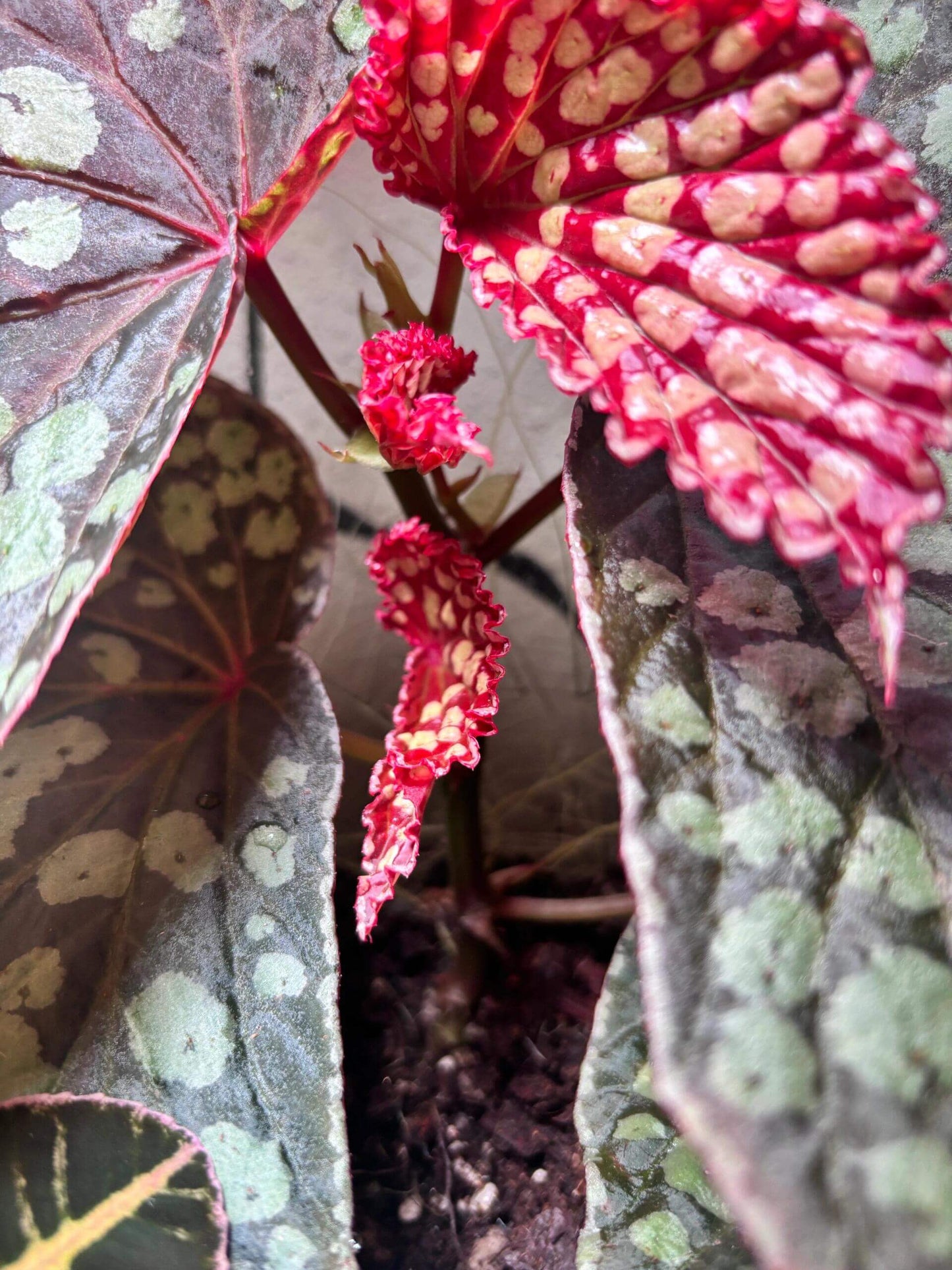 Begonia sp. Kalimantan 'Umbrella' is a unique and visually striking species native to Borneo. This begonia features large, umbrella-shaped leaves with a stunning combination of colors. The leaves are dark green, highlighted with pale green spots that create an eye-catching pattern, especially along the leaf veins. Its soft, velvety texture adds to its overall appeal, making it a favorite among collectors.