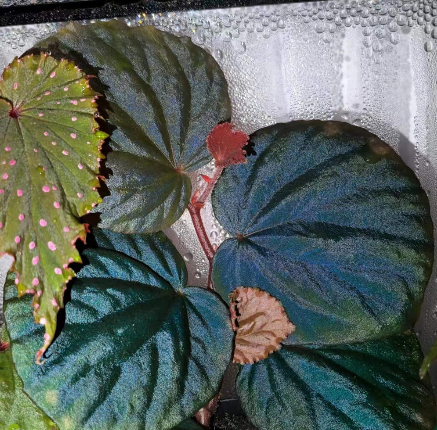Begonia sp. Orange, native to the tropical rainforests of Sarawak, Borneo, is a stunning plant known for its beautiful foliage. This begonia features textured leaves with a vibrant sheen. Under light conditions around 1000 lux, the leaves exhibit a remarkable blue-green iridescence, adding an enchanting, almost magical glow to the plant. This rare begonia thrives in humid environments and is perfect for experienced plant enthusiasts looking to add something truly unique to their collection.
