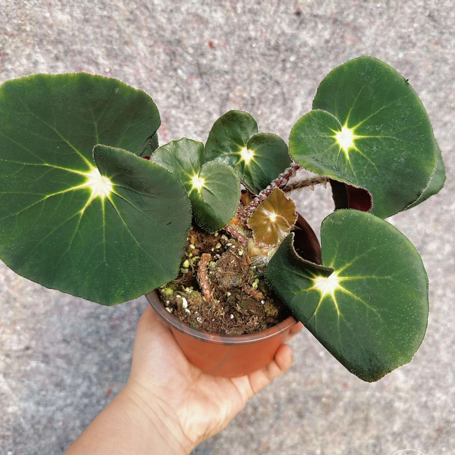 Begonia sp. U304 is an unidentified rhizomatous begonia collected from Colombia. The leaves are nearly round to broadly ovate and asymmetrical, with a deep green surface highlighted by a striking starburst pattern of bright yellow to lime-green veins radiating from the center.