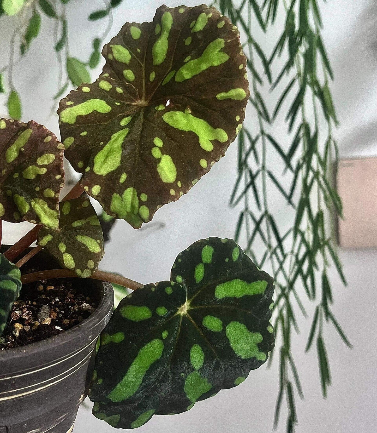 Begonia sp. Zebra Green Spots Form is a captivating begonia species native to Vietnam, known for its unique and visually stunning foliage. The base color of its leaves is a deep, almost black green, with bright, irregular green spots scattered across the surface. These spots vary in size and shape, creating a mesmerizing, speckled effect that resembles an art piece created by nature itself. The green spots are concentrated around the center and edges of the leaves, giving them a beautiful, ornamental touch.