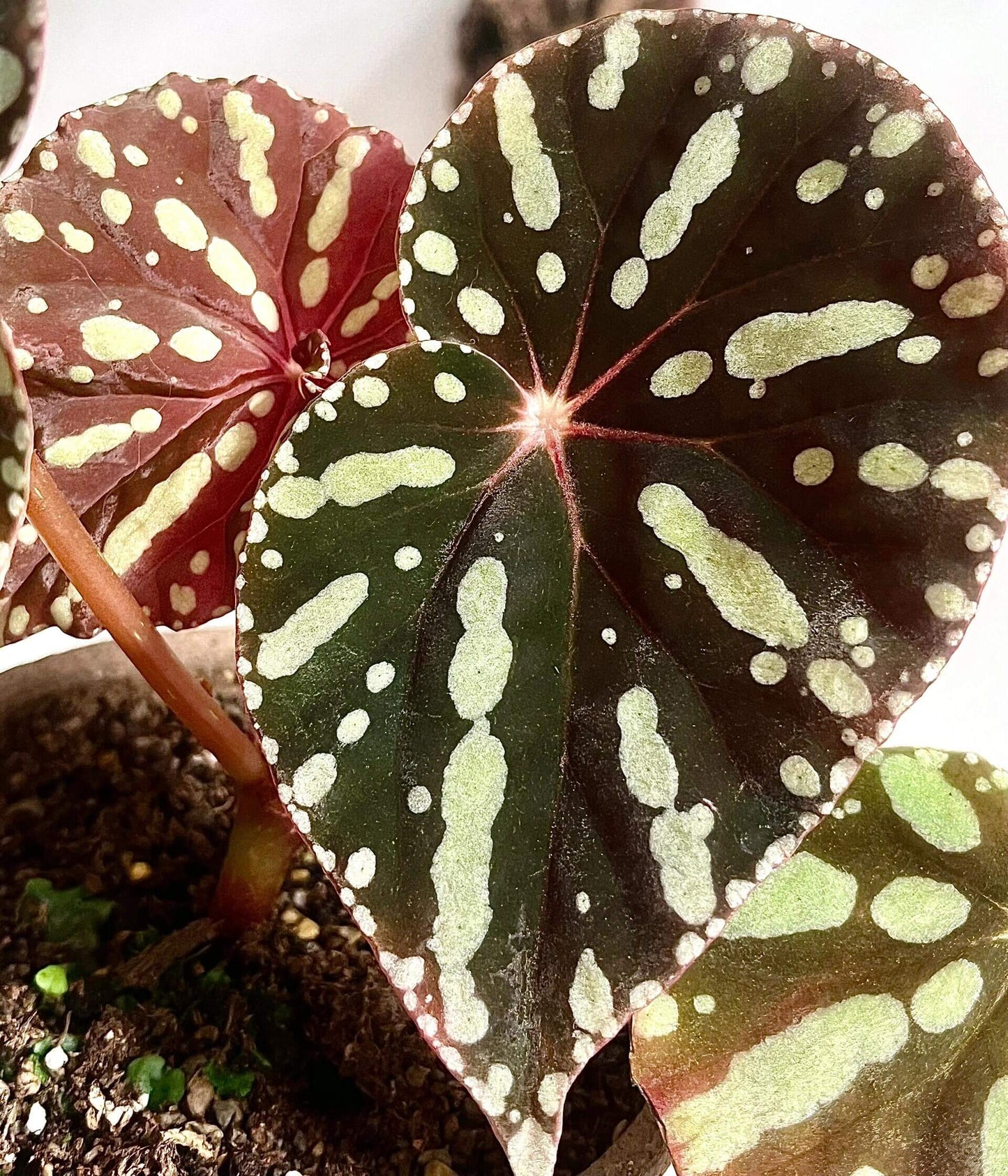 Begonia sp. Zebra is a captivating begonia species native to Vietnam, known for its visually striking foliage. The smooth, glossy leaves of Begonia sp. Zebra feature a beautiful mix of deep green and dark red tones, creating a rich and elegant color palette. The bright yellow-green spots on the leaves, combined with a ring of smaller yellow-green spots along the edges, create a stunning contrast that draws attention.