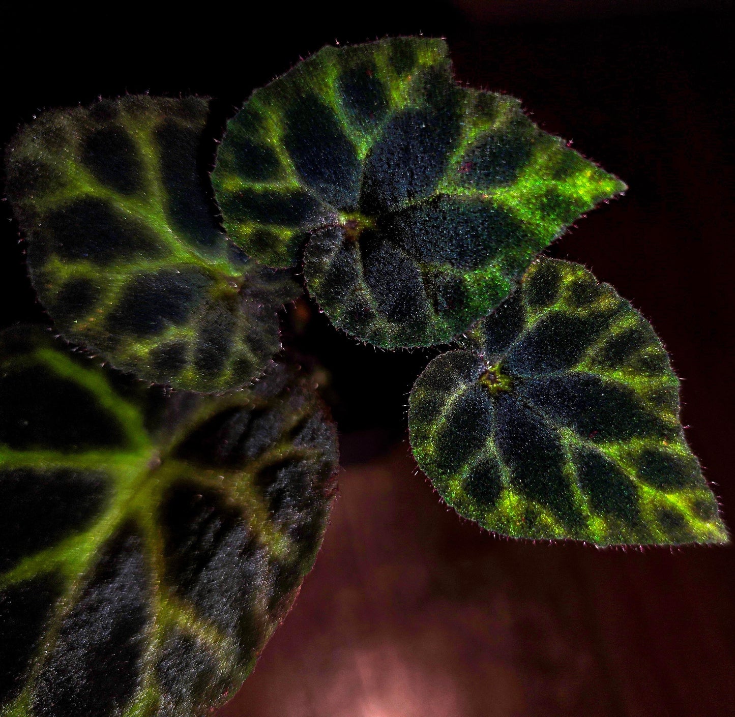Begonia sp. ‘Flame Veil’ is a rare species native to Vietnam. It features bright green leaves adorned with reddish-brown, flame-like markings. The vivid contrast and striking pattern make it a highly desirable ornamental foliage plant.
