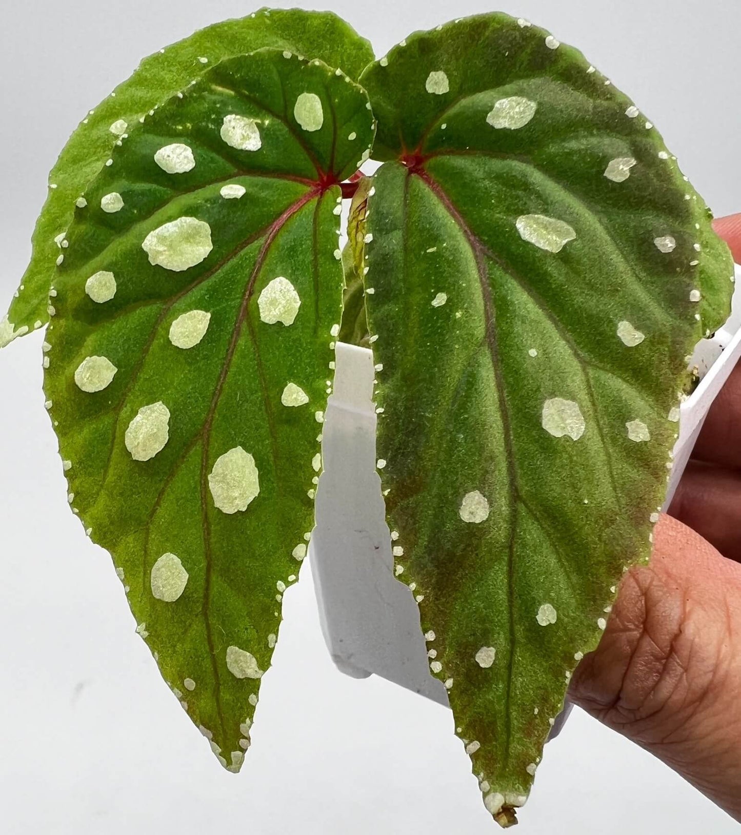 Originating from the Mempawah Hulu region in Kalimantan, Indonesia, Begonia sp. ‘Mempawah Hulu’ is a rare and visually striking species that stands out for its unique leaf pattern and vibrant colors. The leaves are a rich green, speckled with white spots that create a stunning contrast. The edges of the leaves are adorned with tiny white spots, while the veins exhibit a subtle reddish hue, making this begonia a true showstopper.