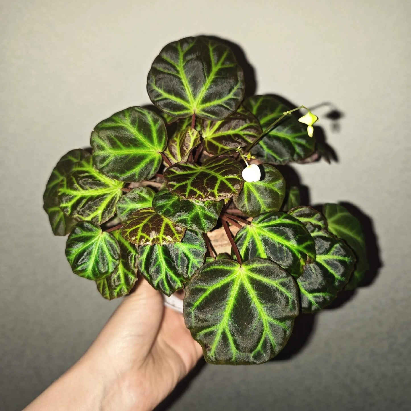 Begonia batuphylla, formerly known as Begonia sp. Aceh, is a captivating begonia species native to Sumatra Island, Indonesia. This plant is distinguished by its dark brown leaves, which feature striking green veins that resemble lightning patterns. The leaves have a velvety texture, adding to its ornamental appeal. Begonia sp. Aceh thrives in high-humidity environments and is ideal for terrariums or as a unique addition to indoor plant collections.