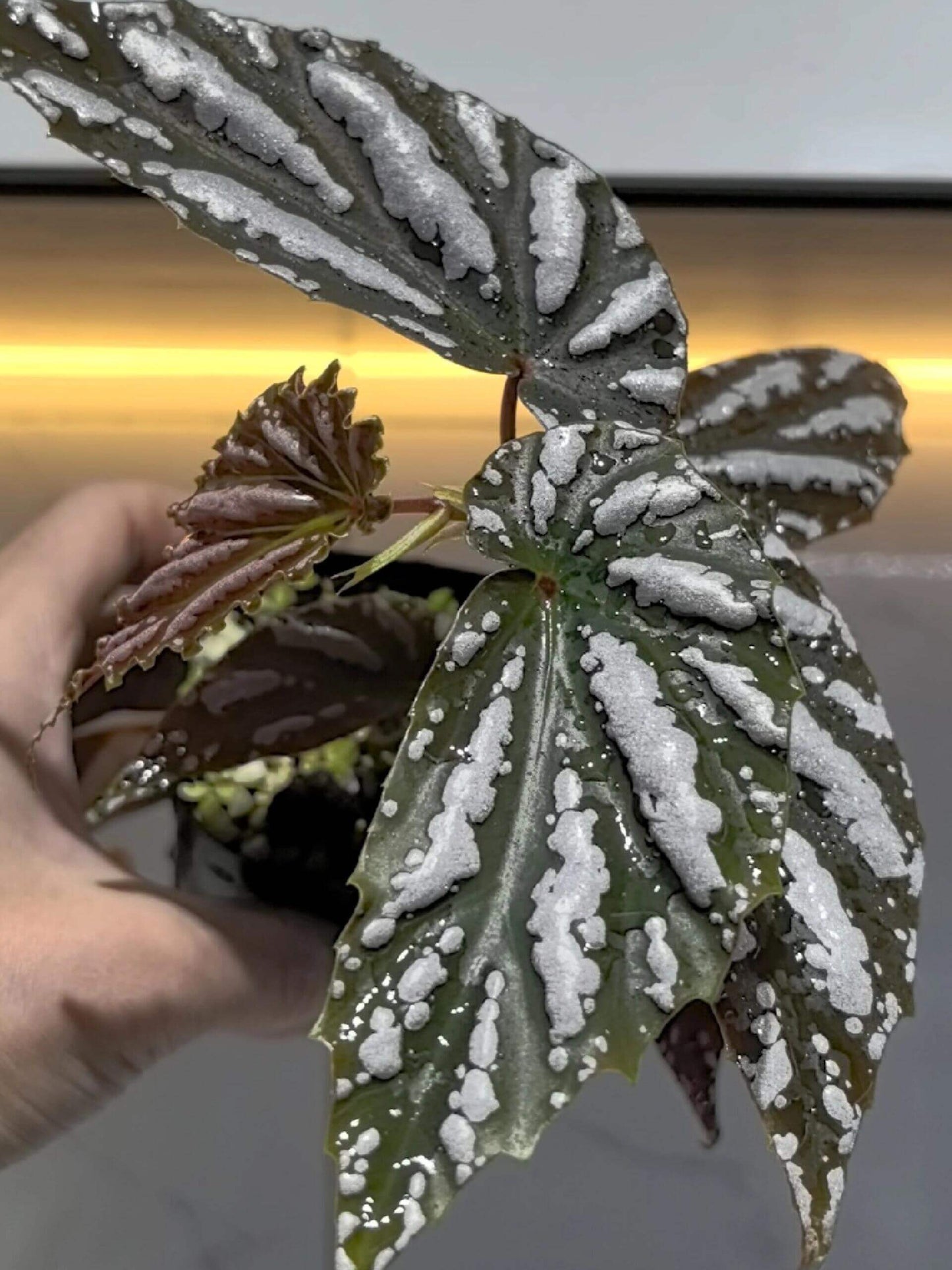 Begonia sp. Lampung Sumatra is an exotic begonia species native to the Bandar Lampung area in Sumatra, Indonesia. This begonia features striking leaves adorned with intricate white marbled patterns, creating a beautiful contrast against the dark brown surface. The plant thrives in high-humidity environments, making it perfect for terrariums or as a stunning feature plant in indoor collections.
