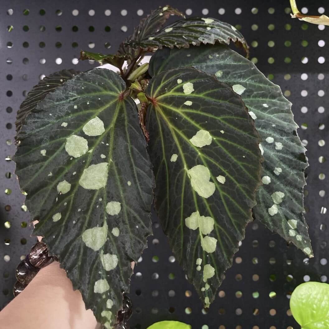 Begonia sp. Mantuk is a rare and captivating Begonia species native to the tropical forests of Sarawak, Borneo. Known for its iridescent foliage, this plant features large, glossy green leaves with white spots that shift in color under different environmental conditions. Depending on the light and humidity, the leaves can appear in shades of green, black, or blue, adding a dynamic visual element to your collection.