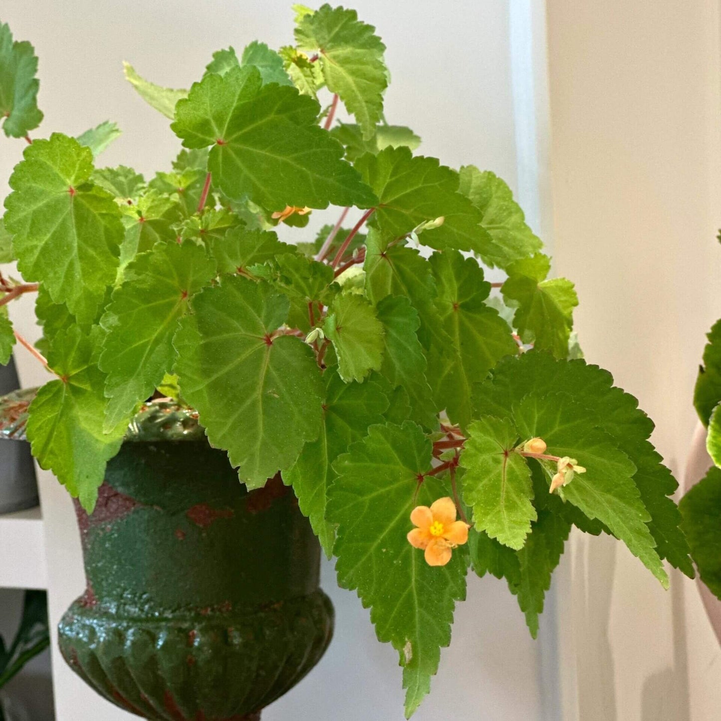Begonia sutherlandii 'Papaya' is a tuberous perennial that produces clusters of soft orange flowers from midsummer to the first frosts. The plant typically grows to a height of 30 cm (12 inches) and has a trailing habit, making it ideal for hanging baskets or containers. The foliage is green with slight red tinges, adding to the plant's ornamental appeal. It is possibly hardy in drained soil with a good mulch, making it suitable for outdoor cultivation in milder climates.