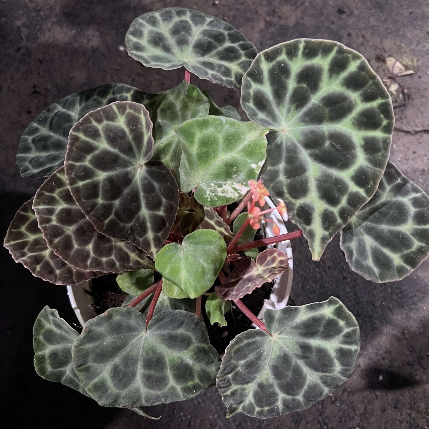 Begonia Tanjiewhoei, also known as Begonia sp. Trang or the Turtle Begonia, is a rare and captivating species native to Thailand's limestone karst regions. With its unique foliage and compact growth habit, this begonia is a must-have for collectors and plant enthusiasts.