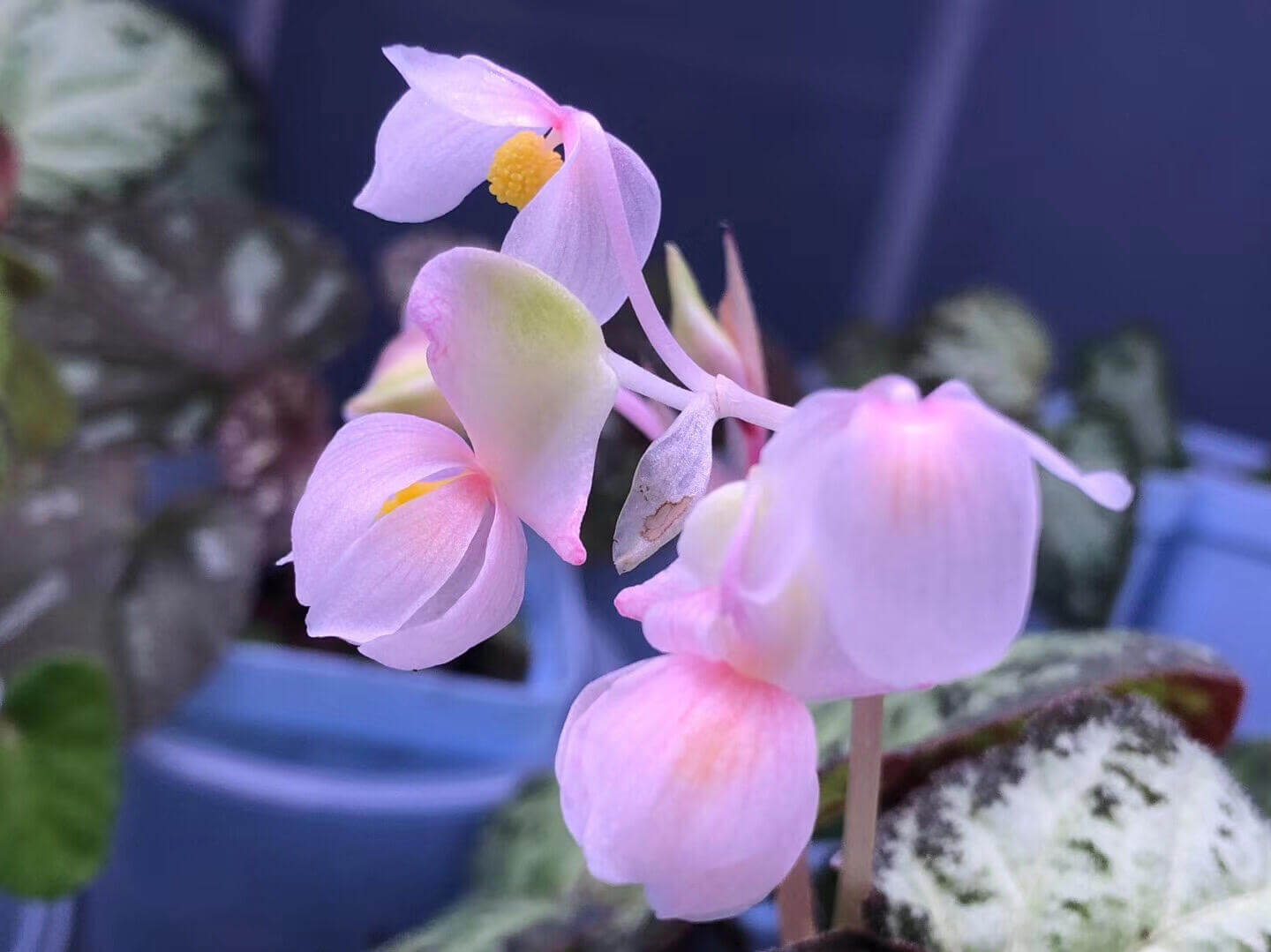 Begonia tenuifolia, formerly known as Begonia sp. West Java, is a captivating species native to West Java. The plant features delicate light green leaves that are edged with dark spots ranging from black to brown. These spots are not only found along the edges but also scattered across the surface of the leaves, adding to the plant’s unique and eye-catching appearance. In low-light environments, the leaves may exhibit a soft blue glow, enhancing the mystical charm of this begonia.