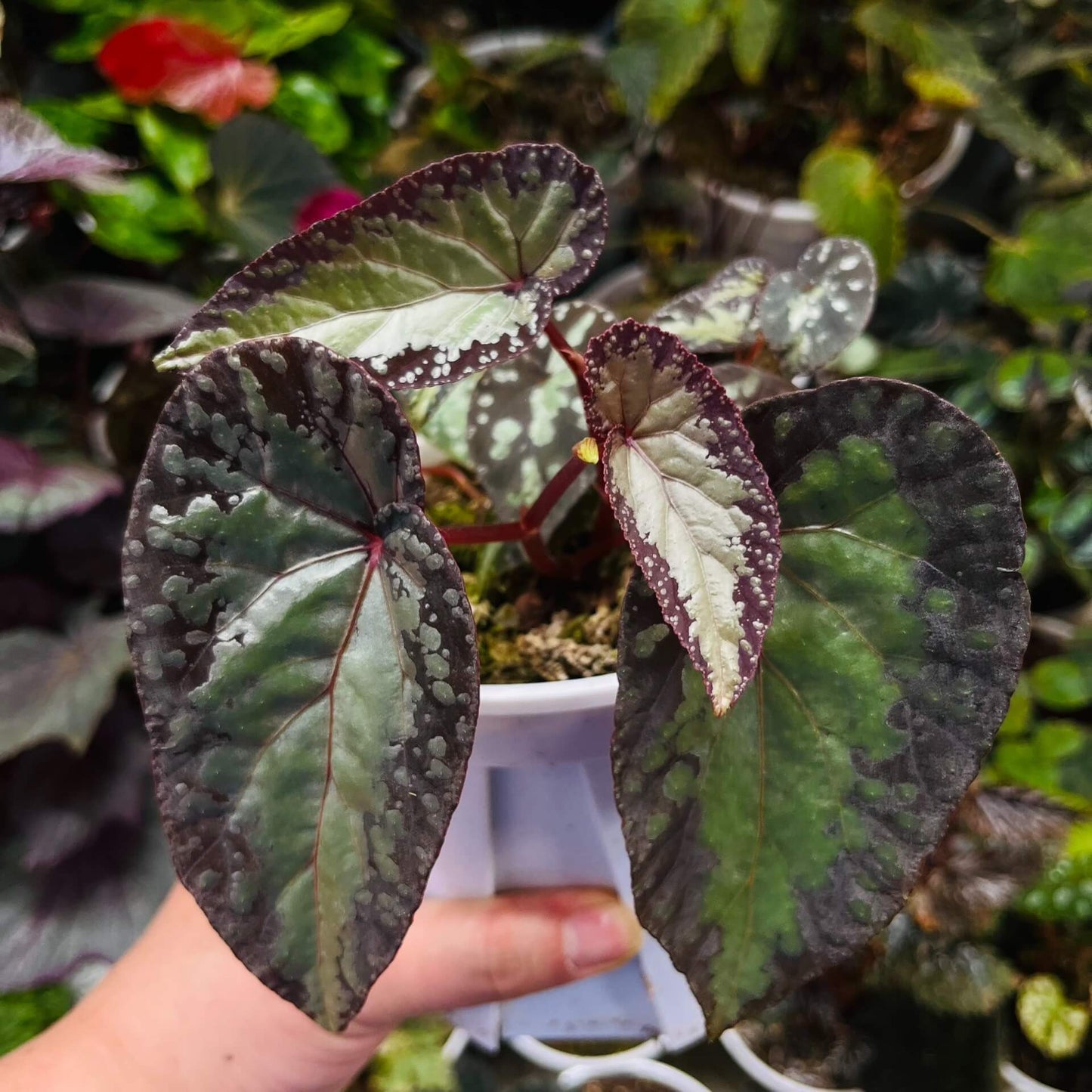 Begonia variabilis Patch II is a captivating variety known for its dramatic transformation from seedling to mature plant. As it matures, its striking foliage develops vibrant patterns and spots, creating a beautiful contrast that makes it an eye-catching addition to any collection. This begonia thrives in high-humidity environments, making it the perfect choice for terrariums, glass domes, or greenhouses, where it can fully flourish.