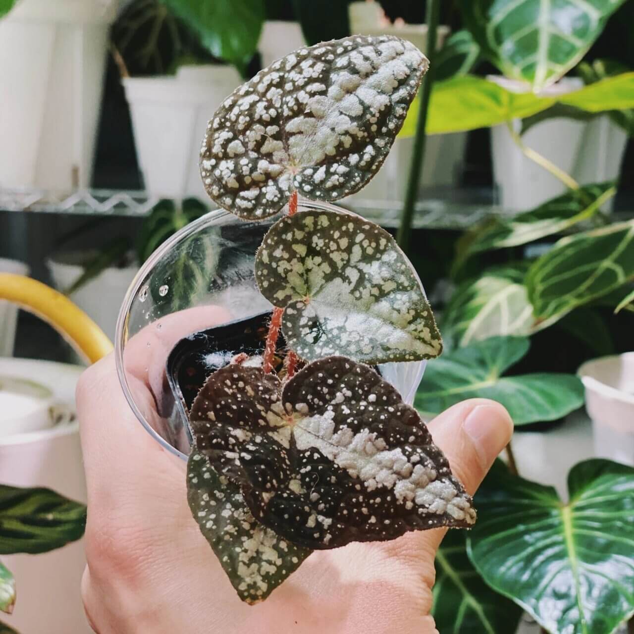 Begonia variifolia is a striking begonia species native to the limestone regions of Guangxi, China. Known for its distinctive, deep green to almost black leaves, Begonia variifolia features bold white spots or patterns in the center of the leaves, which gradually spread towards the edges. This unique leaf pattern creates a beautiful, textured design, making it an eye-catching addition to any plant collection.