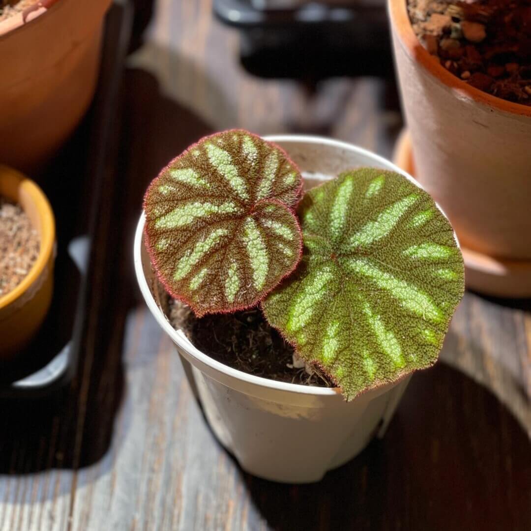 Begonia versicolor is a captivating rhizomatous begonia native to the humid, shaded slopes of Yunnan Province in China. This species is renowned for its striking foliage and is a favorite among plant enthusiasts, especially those cultivating terrariums or indoor tropical gardens.