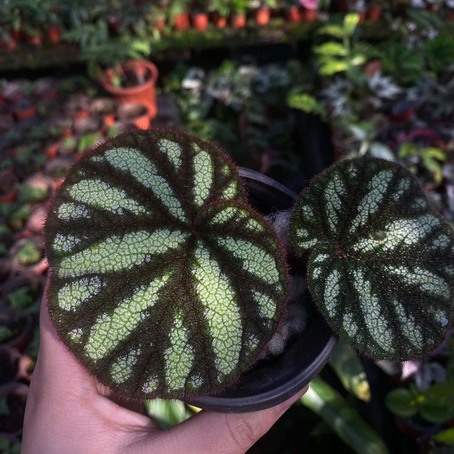 Begonia versicolor Black and White Form is a captivating rhizomatous begonia native to the humid, shaded slopes of Yunnan Province in China. Known for its striking foliage, this begonia is especially beloved by plant enthusiasts who cultivate terrariums or indoor tropical gardens. The leaves of this variety are primarily black, adorned with stunning white spots that create a dramatic contrast.