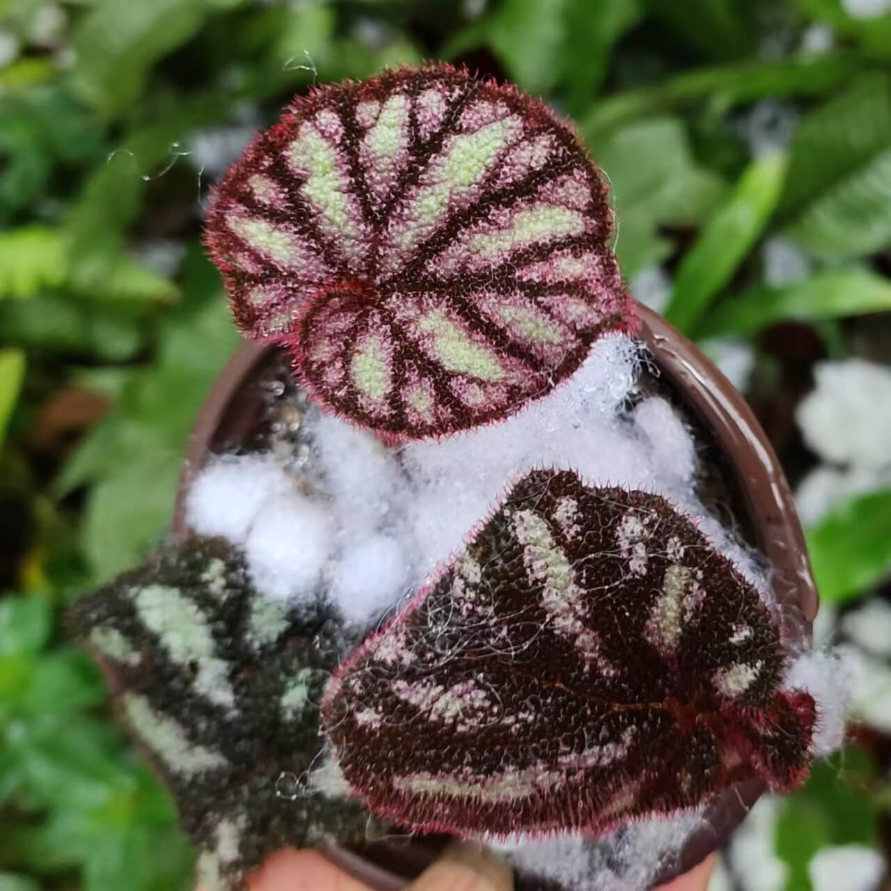 Begonia versicolor Black and White Form is a captivating rhizomatous begonia native to the humid, shaded slopes of Yunnan Province in China. Known for its striking foliage, this begonia is especially beloved by plant enthusiasts who cultivate terrariums or indoor tropical gardens. The leaves of this variety are primarily black, adorned with stunning white spots that create a dramatic contrast.
